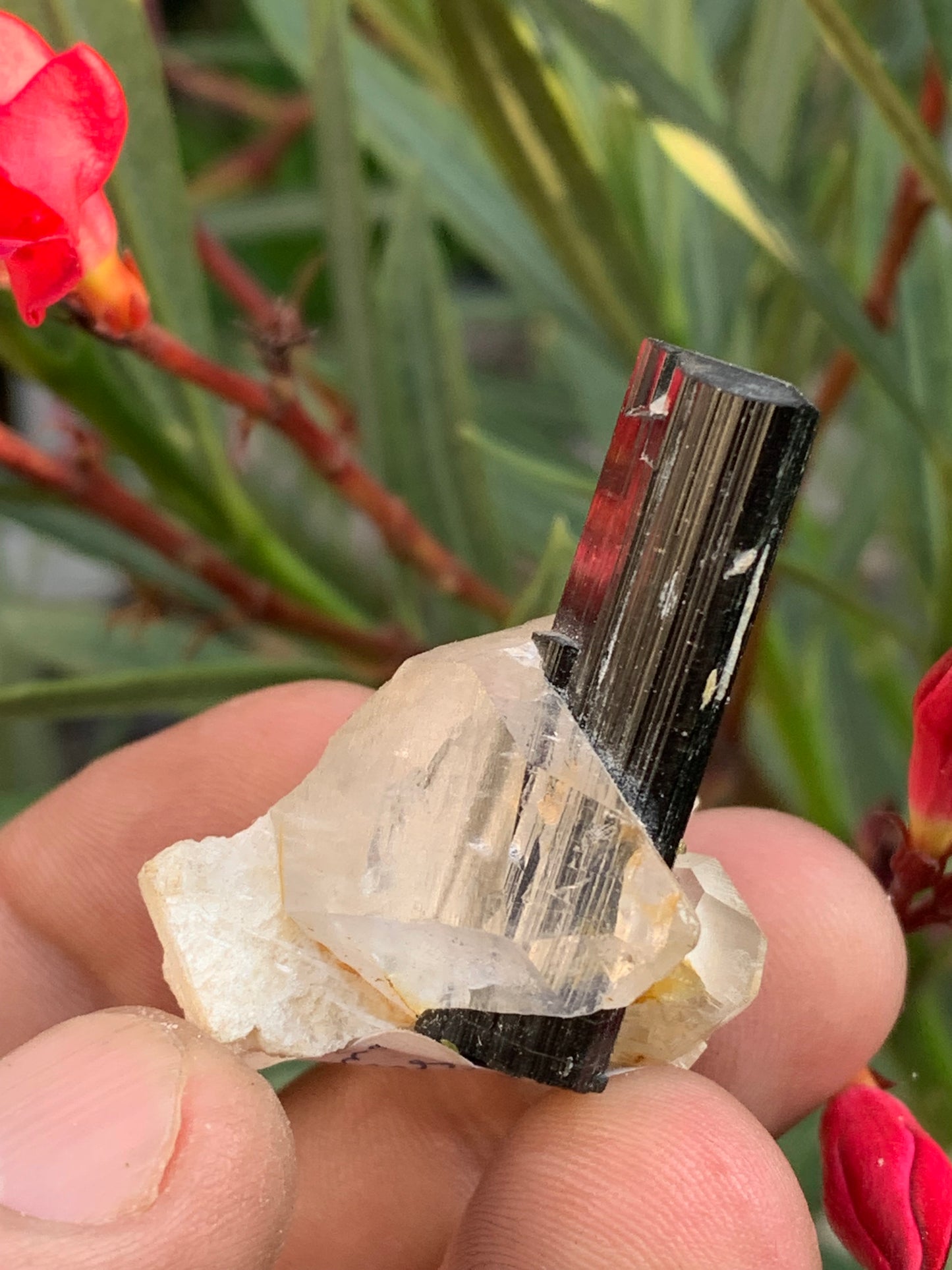 Tourmaline verte/ Verdélite sur cristal de quartz, spécimen naturel de 46 x 35 x 33 mm - 27,7 grammes environ. 1 magnifique cristal traversé par une pointe de tourmaline à terminaison verte !