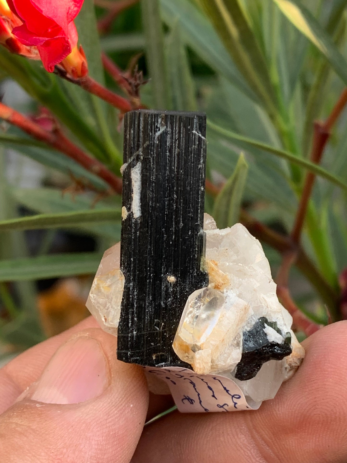 Tourmaline verte/ Verdélite sur cristal de quartz, spécimen naturel de 46 x 35 x 33 mm - 27,7 grammes environ. 1 magnifique cristal traversé par une pointe de tourmaline à terminaison verte !