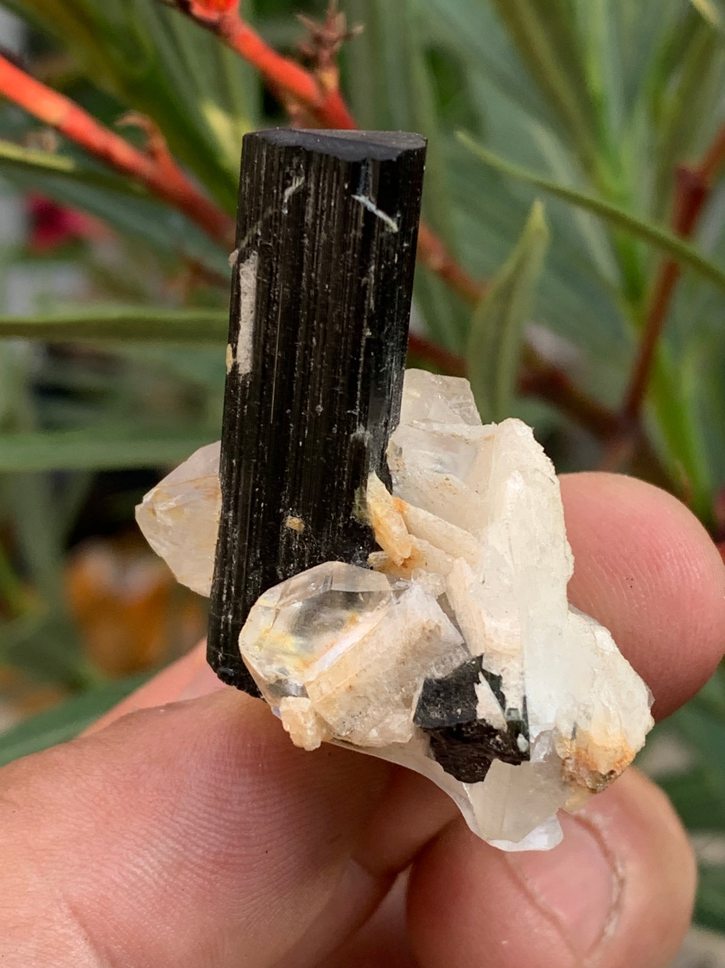 Tourmaline verte/ Verdélite sur cristal de quartz, spécimen naturel de 46 x 35 x 33 mm - 27,7 grammes environ. 1 magnifique cristal traversé par une pointe de tourmaline à terminaison verte !