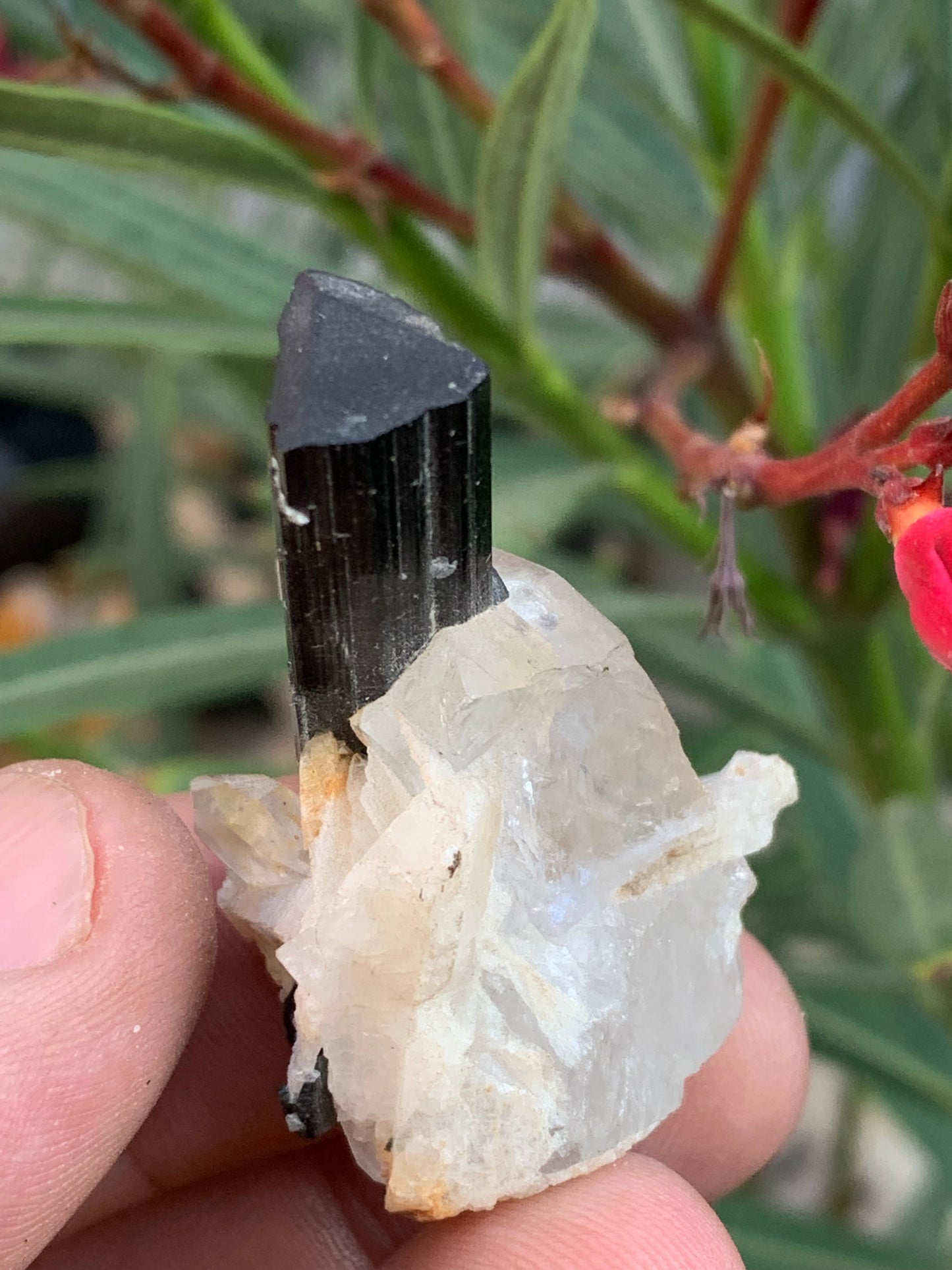 Tourmaline verte/ Verdélite sur cristal de quartz, spécimen naturel de 46 x 35 x 33 mm - 27,7 grammes environ. 1 magnifique cristal traversé par une pointe de tourmaline à terminaison verte !