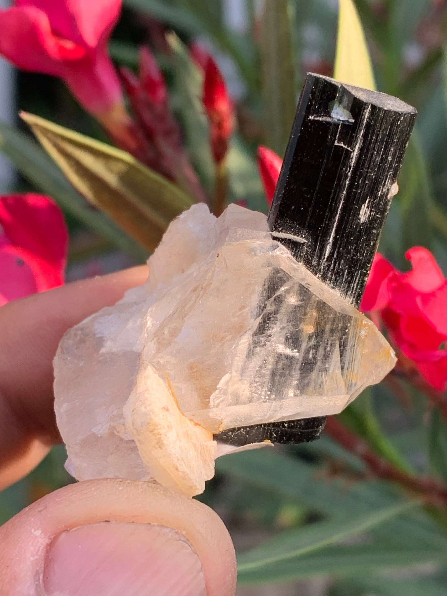 Tourmaline verte/ Verdélite sur cristal de quartz, spécimen naturel de 46 x 35 x 33 mm - 27,7 grammes environ. 1 magnifique cristal traversé par une pointe de tourmaline à terminaison verte !