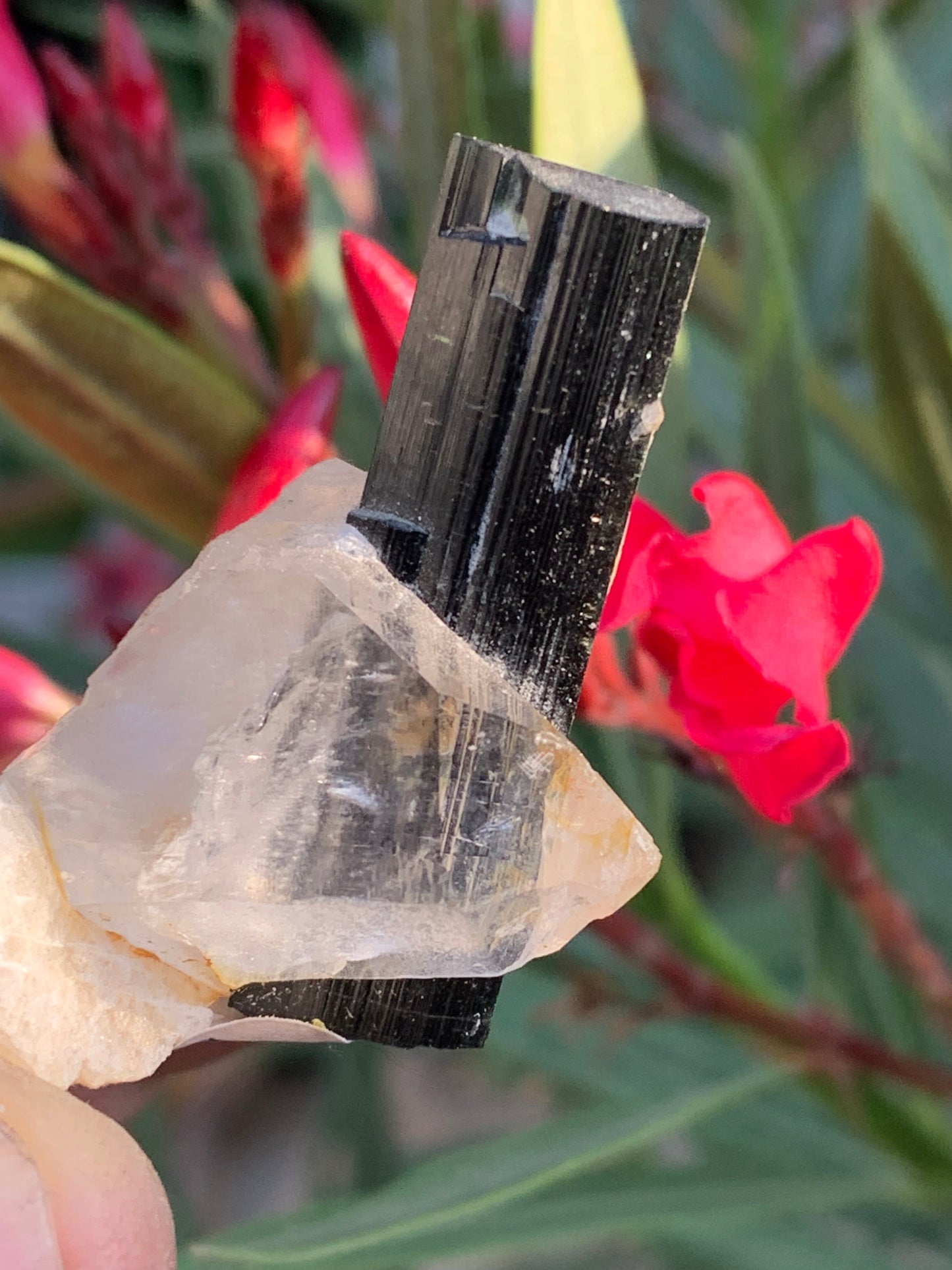 Tourmaline verte/ Verdélite sur cristal de quartz, spécimen naturel de 46 x 35 x 33 mm - 27,7 grammes environ. 1 magnifique cristal traversé par une pointe de tourmaline à terminaison verte !