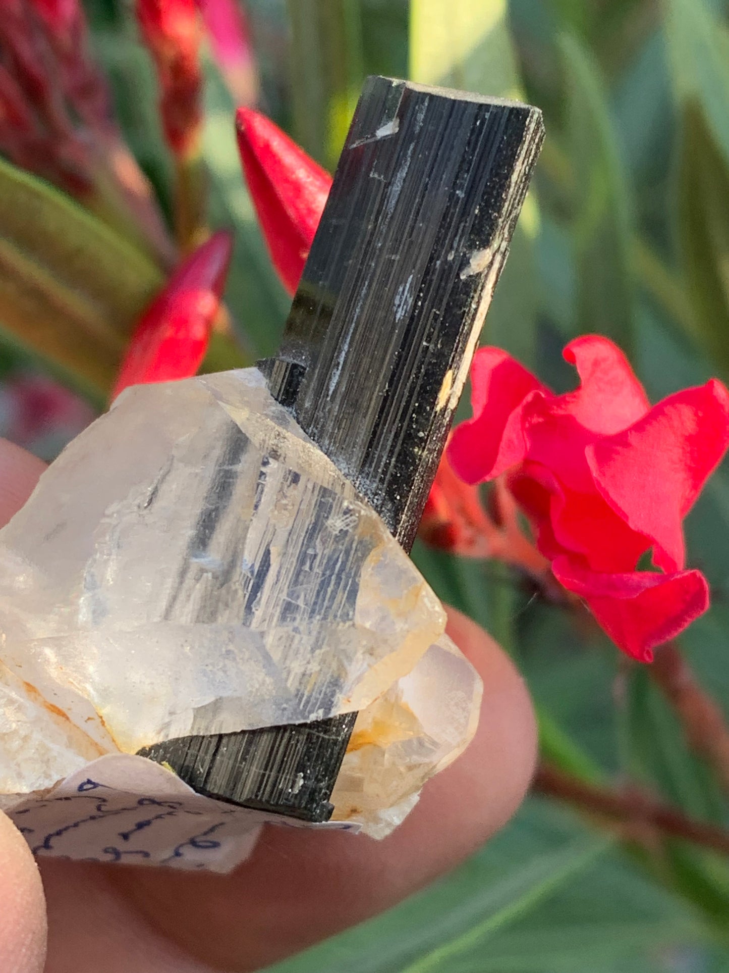 Tourmaline verte/ Verdélite sur cristal de quartz, spécimen naturel de 46 x 35 x 33 mm - 27,7 grammes environ. 1 magnifique cristal traversé par une pointe de tourmaline à terminaison verte !