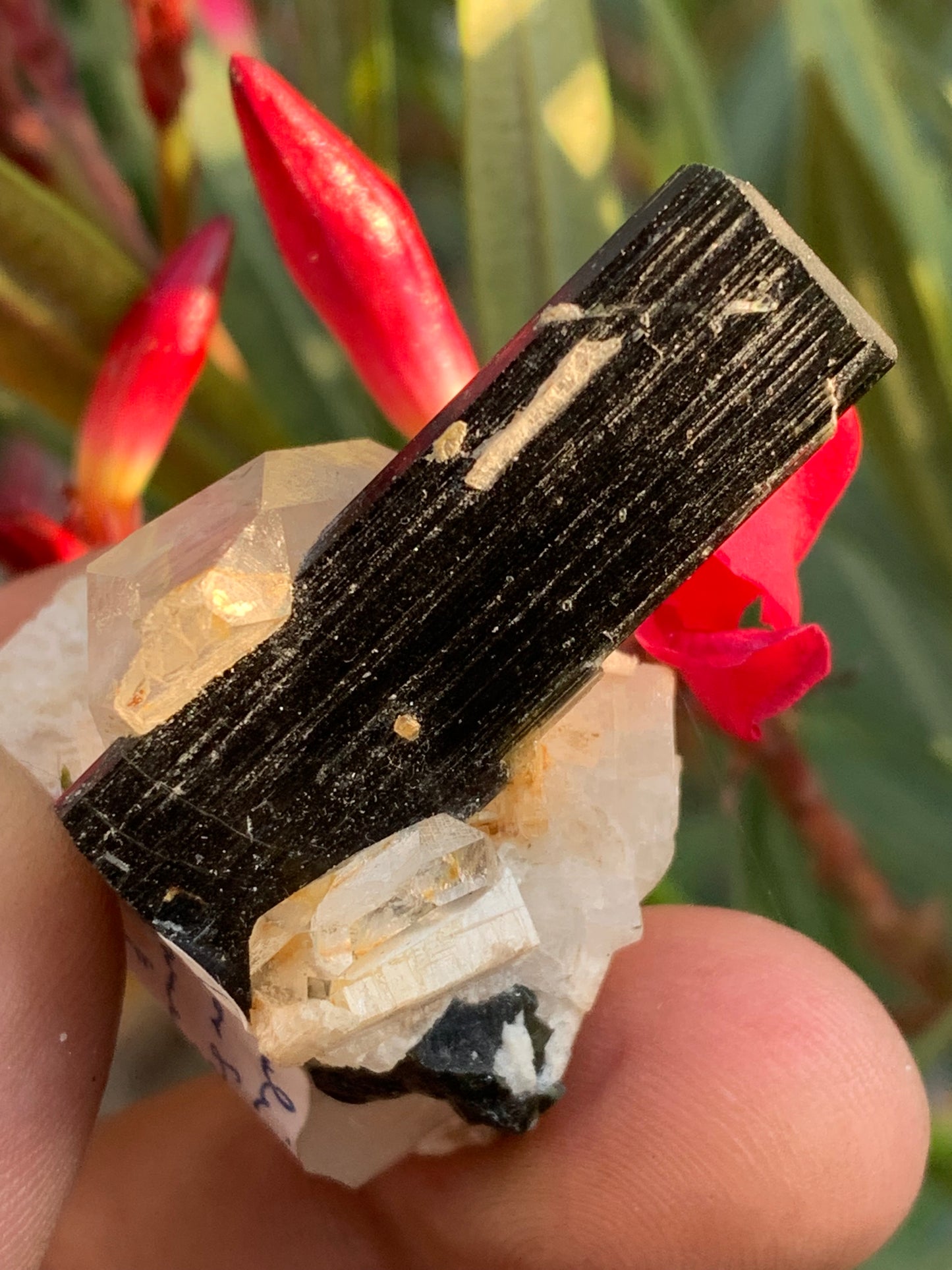 Tourmaline verte/ Verdélite sur cristal de quartz, spécimen naturel de 46 x 35 x 33 mm - 27,7 grammes environ. 1 magnifique cristal traversé par une pointe de tourmaline à terminaison verte !