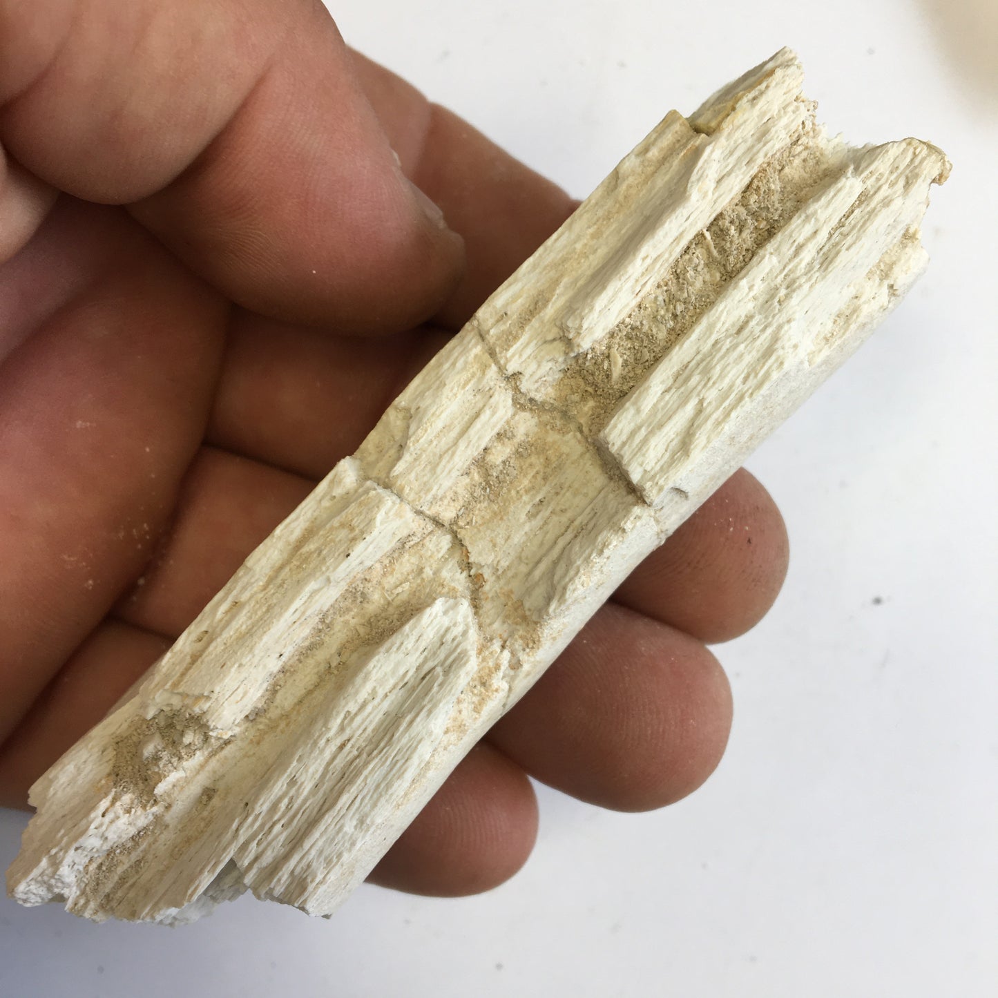 Crocodile, mâchoire/ rostre fossilisé de l'Eocène, de 87 mm x 28 x 20 - 66,2 grammes. Parfait pour collection, exposition...