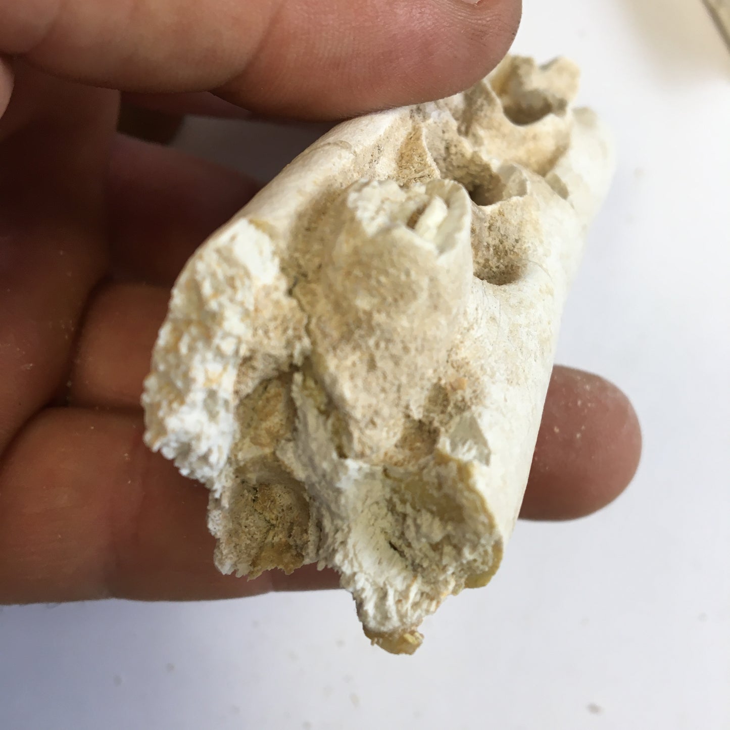 Crocodile, mâchoire/ rostre fossilisé de l'Eocène, de 87 mm x 28 x 20 - 66,2 grammes. Parfait pour collection, exposition...