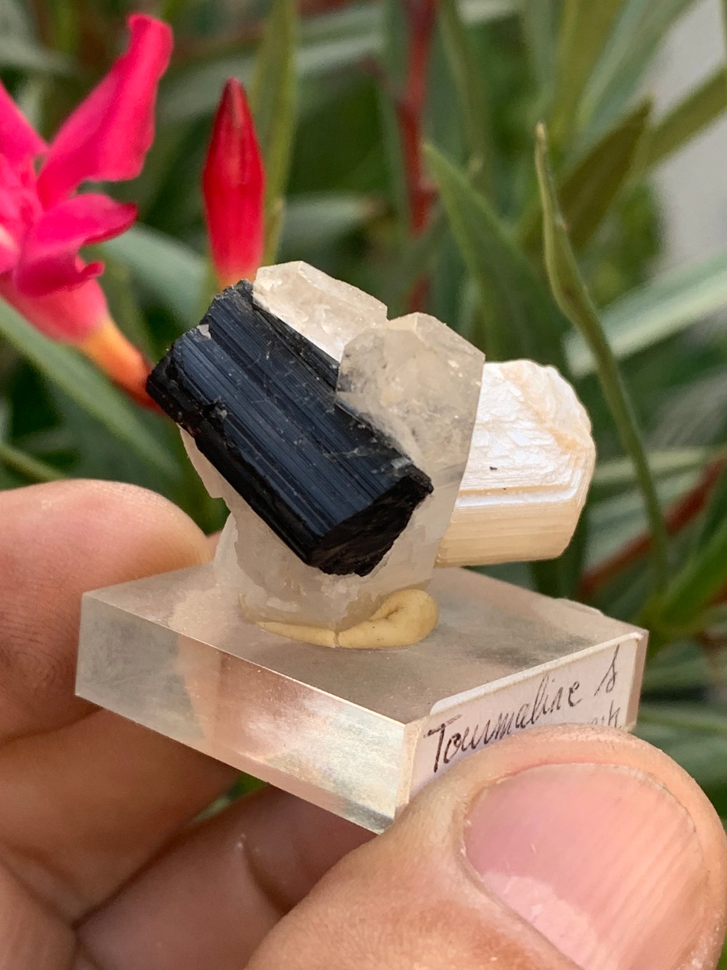 Tourmaline noire, spécimen naturel de 38 x 26 x 23 mm - 19,5 grammes. Une très belle tourmaline sur Quartz et Kunzite verte !