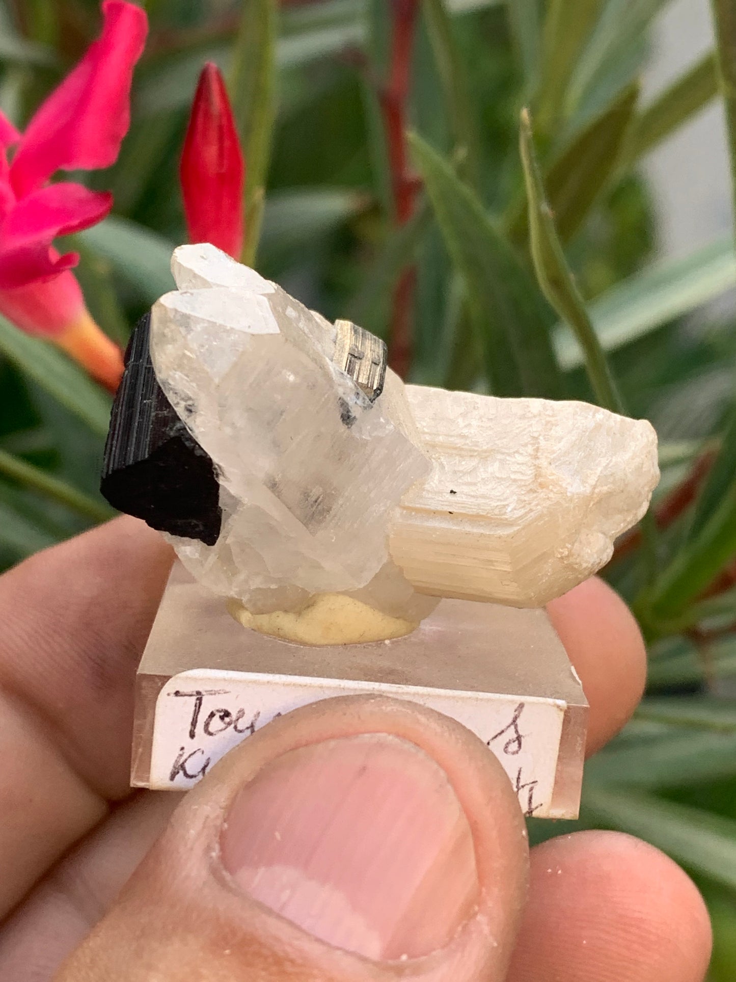 Tourmaline noire, spécimen naturel de 38 x 26 x 23 mm - 19,5 grammes. Une très belle tourmaline sur Quartz et Kunzite verte !