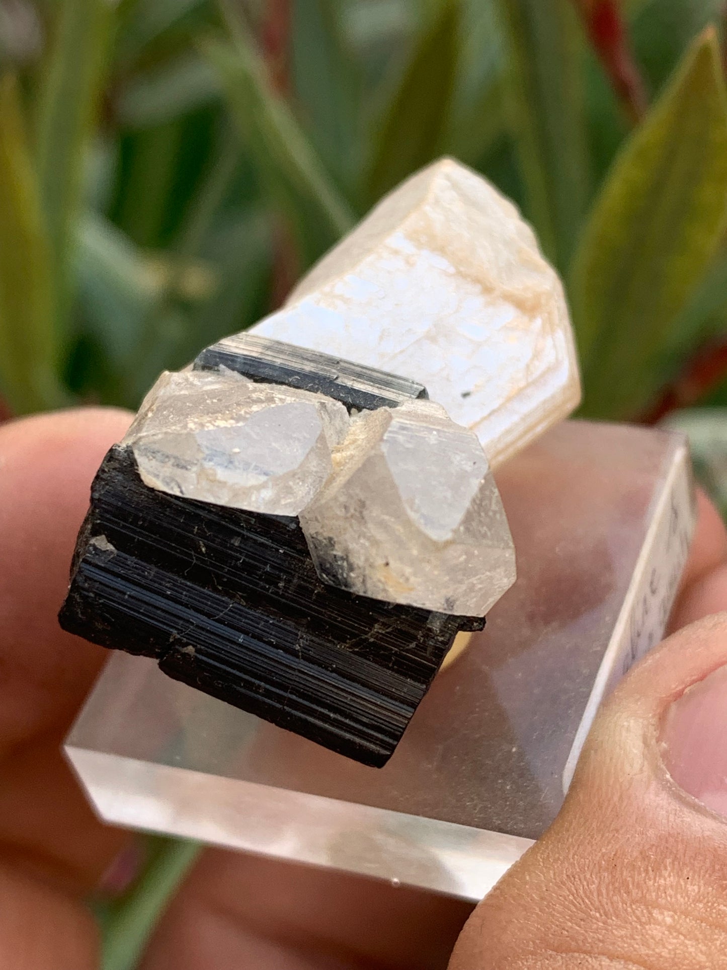 Tourmaline noire, spécimen naturel de 38 x 26 x 23 mm - 19,5 grammes. Une très belle tourmaline sur Quartz et Kunzite verte !