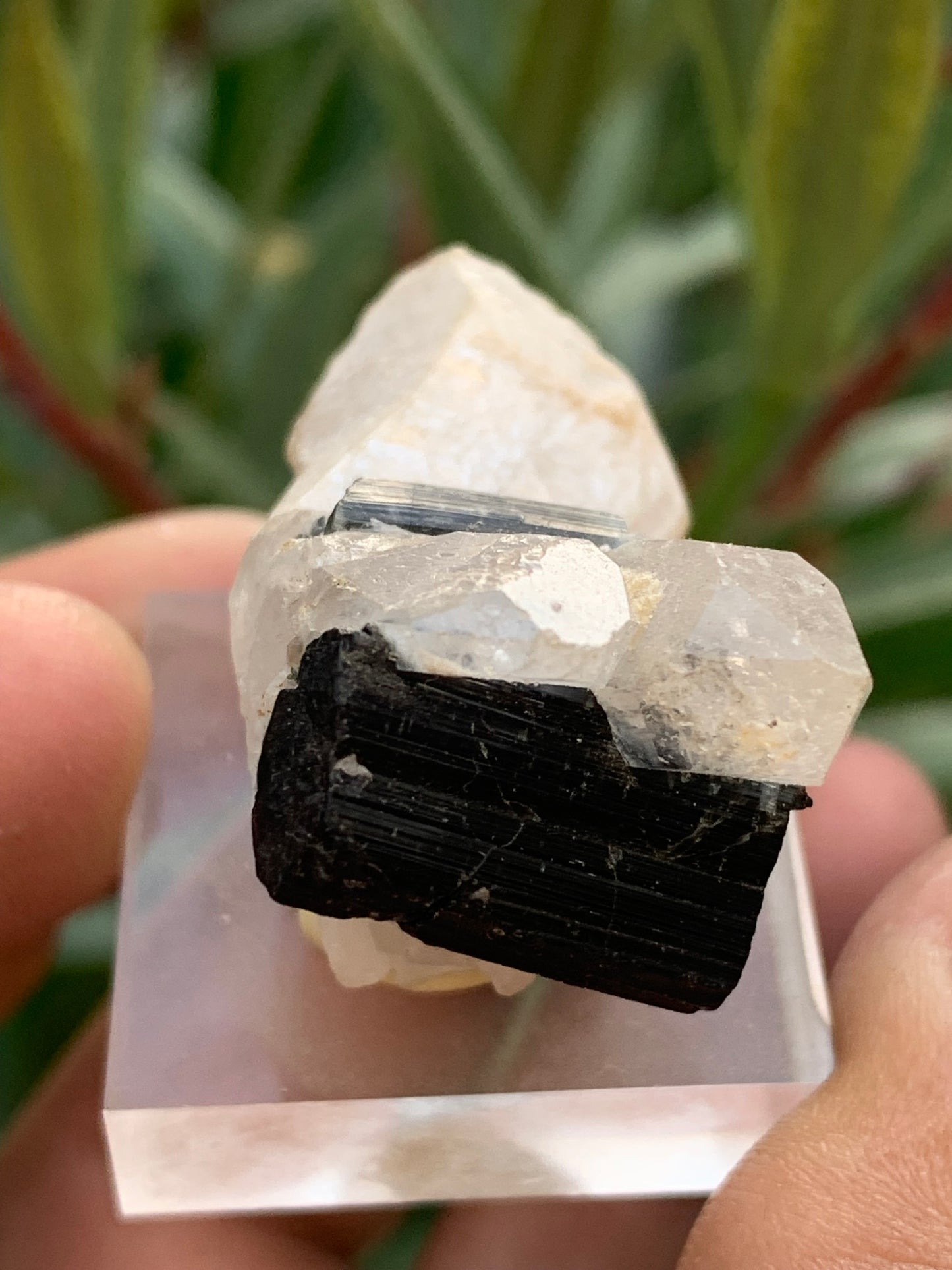 Tourmaline noire, spécimen naturel de 38 x 26 x 23 mm - 19,5 grammes. Une très belle tourmaline sur Quartz et Kunzite verte !