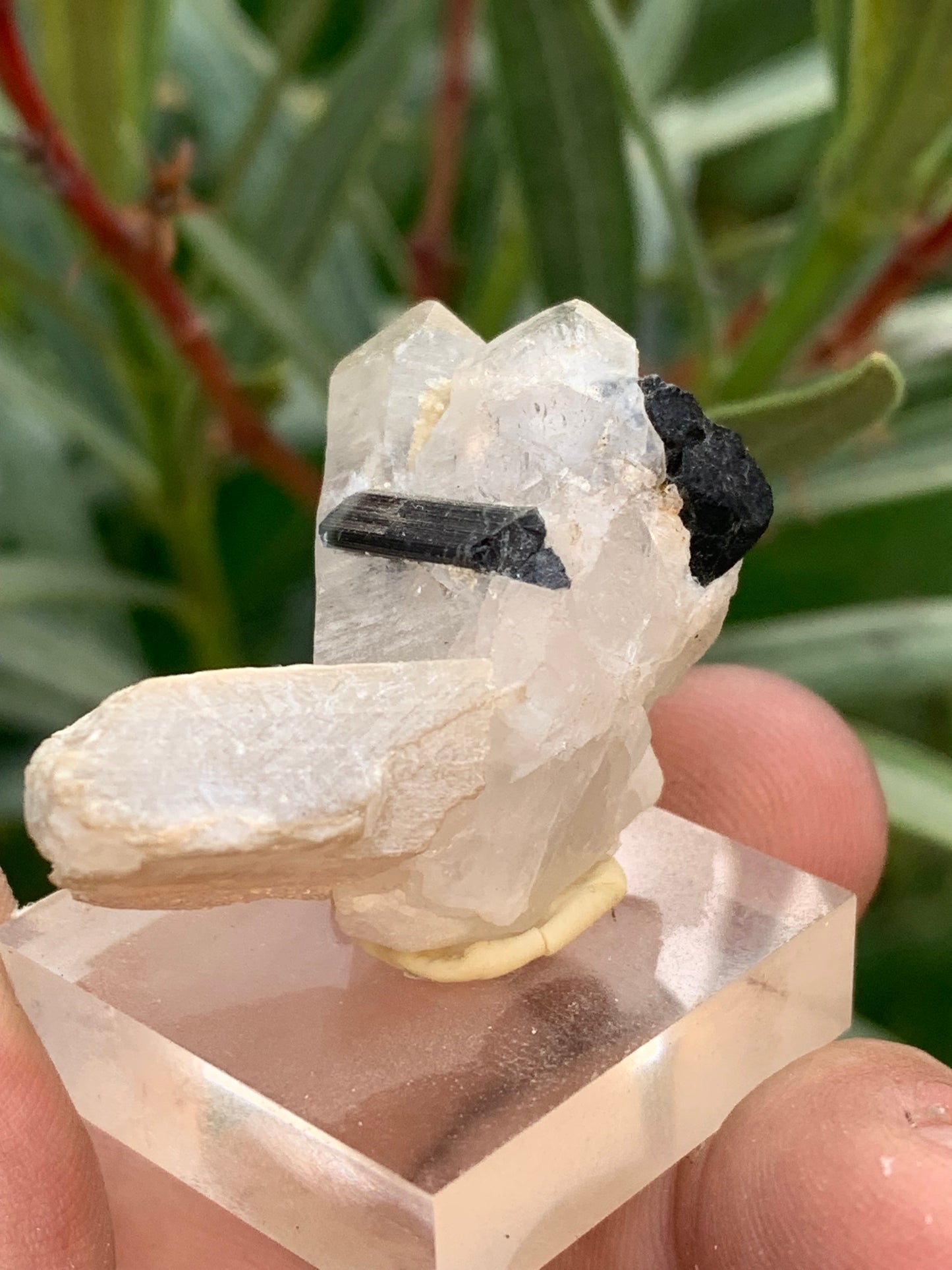 Tourmaline noire, spécimen naturel de 38 x 26 x 23 mm - 19,5 grammes. Une très belle tourmaline sur Quartz et Kunzite verte !