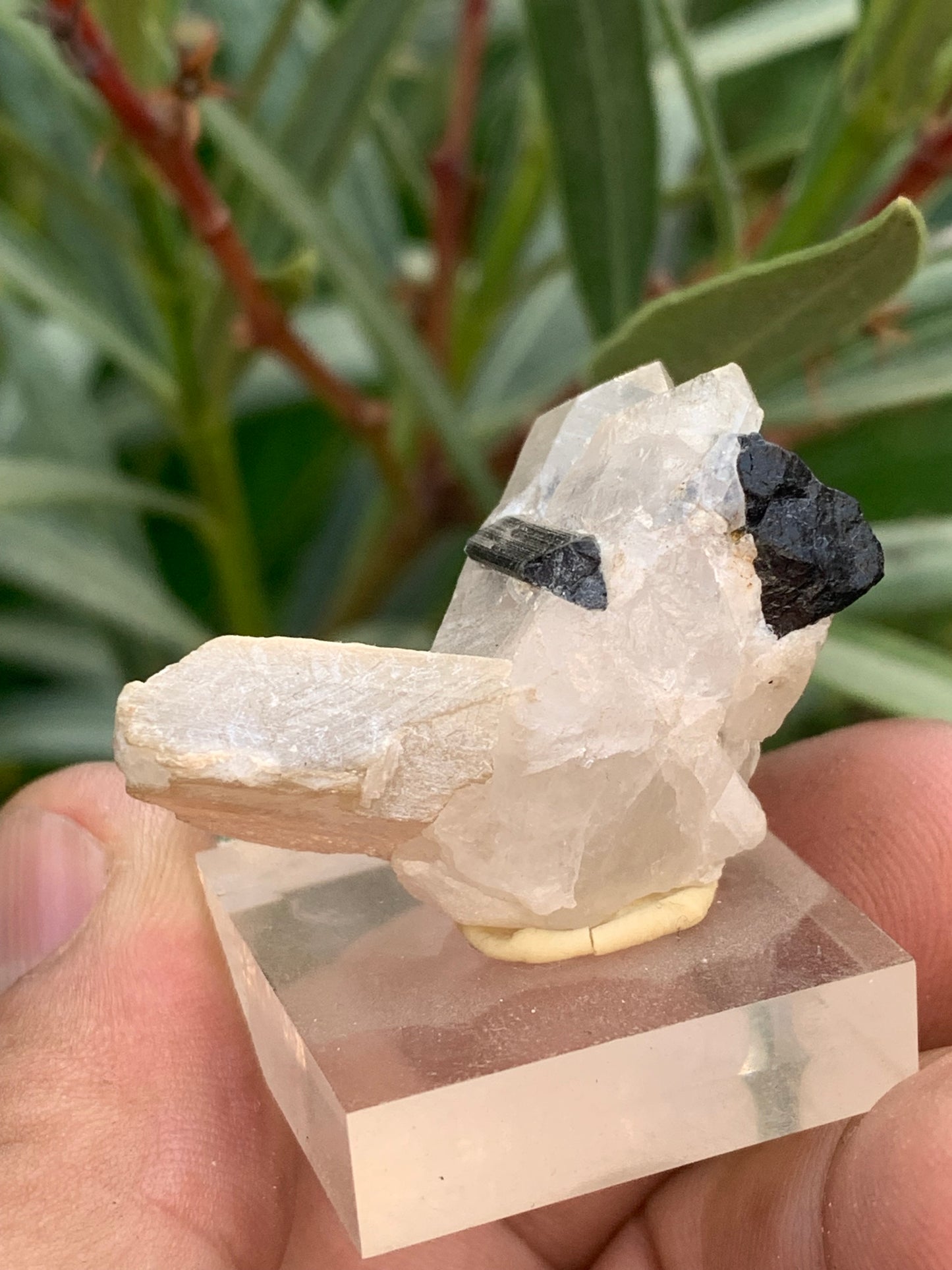 Tourmaline noire, spécimen naturel de 38 x 26 x 23 mm - 19,5 grammes. Une très belle tourmaline sur Quartz et Kunzite verte !