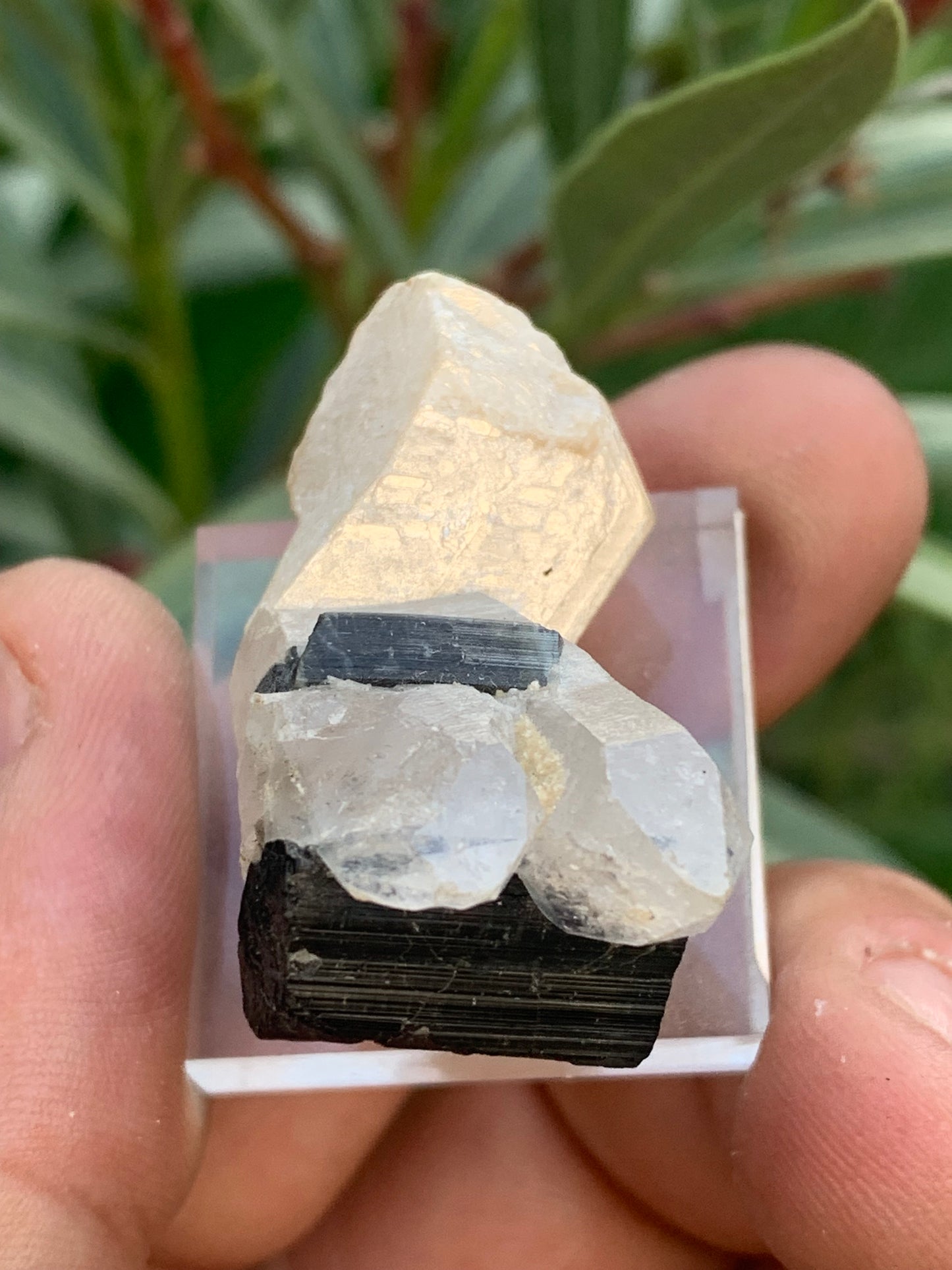 Tourmaline noire, spécimen naturel de 38 x 26 x 23 mm - 19,5 grammes. Une très belle tourmaline sur Quartz et Kunzite verte !