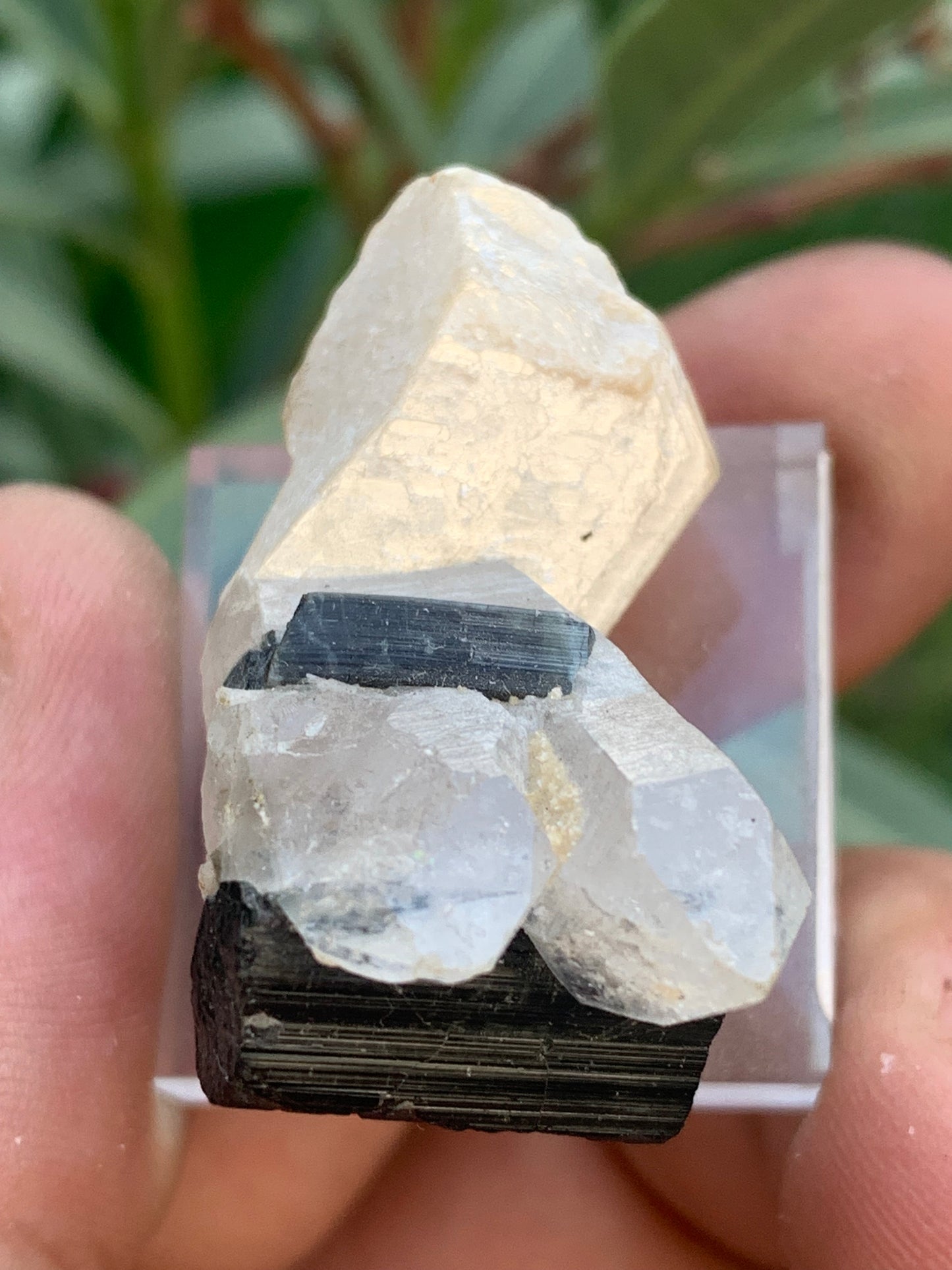 Tourmaline noire, spécimen naturel de 38 x 26 x 23 mm - 19,5 grammes. Une très belle tourmaline sur Quartz et Kunzite verte !