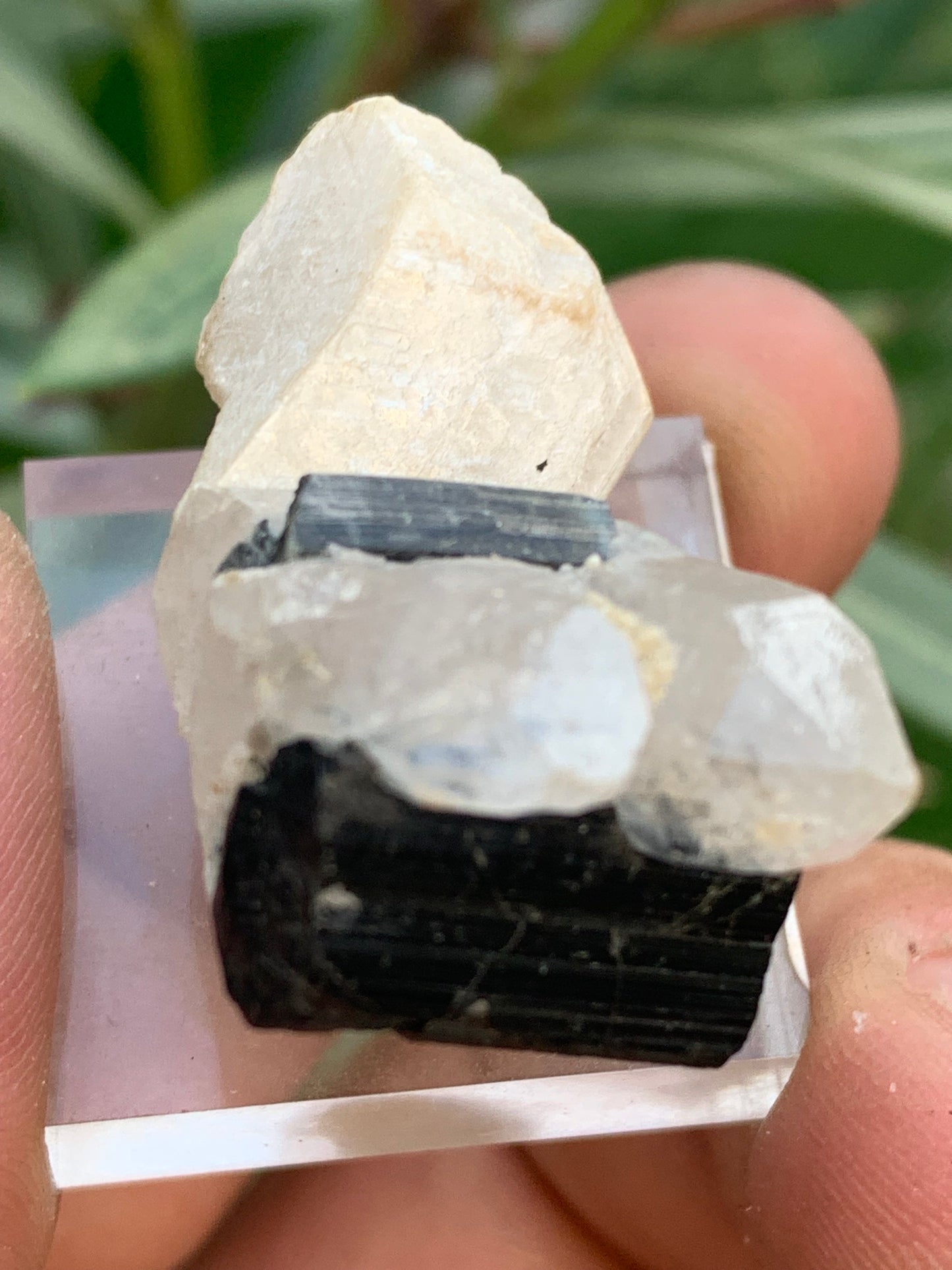 Tourmaline noire, spécimen naturel de 38 x 26 x 23 mm - 19,5 grammes. Une très belle tourmaline sur Quartz et Kunzite verte !