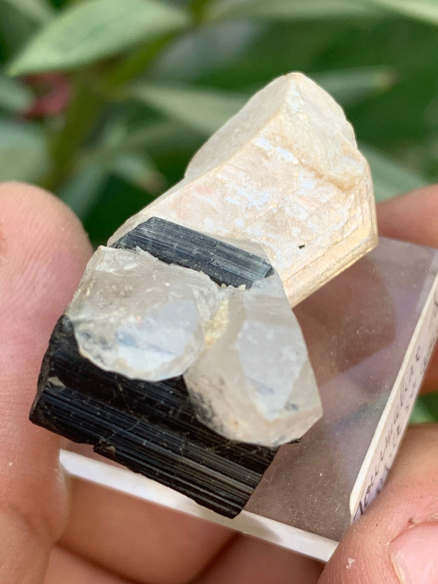 Tourmaline noire, spécimen naturel de 38 x 26 x 23 mm - 19,5 grammes. Une très belle tourmaline sur Quartz et Kunzite verte !