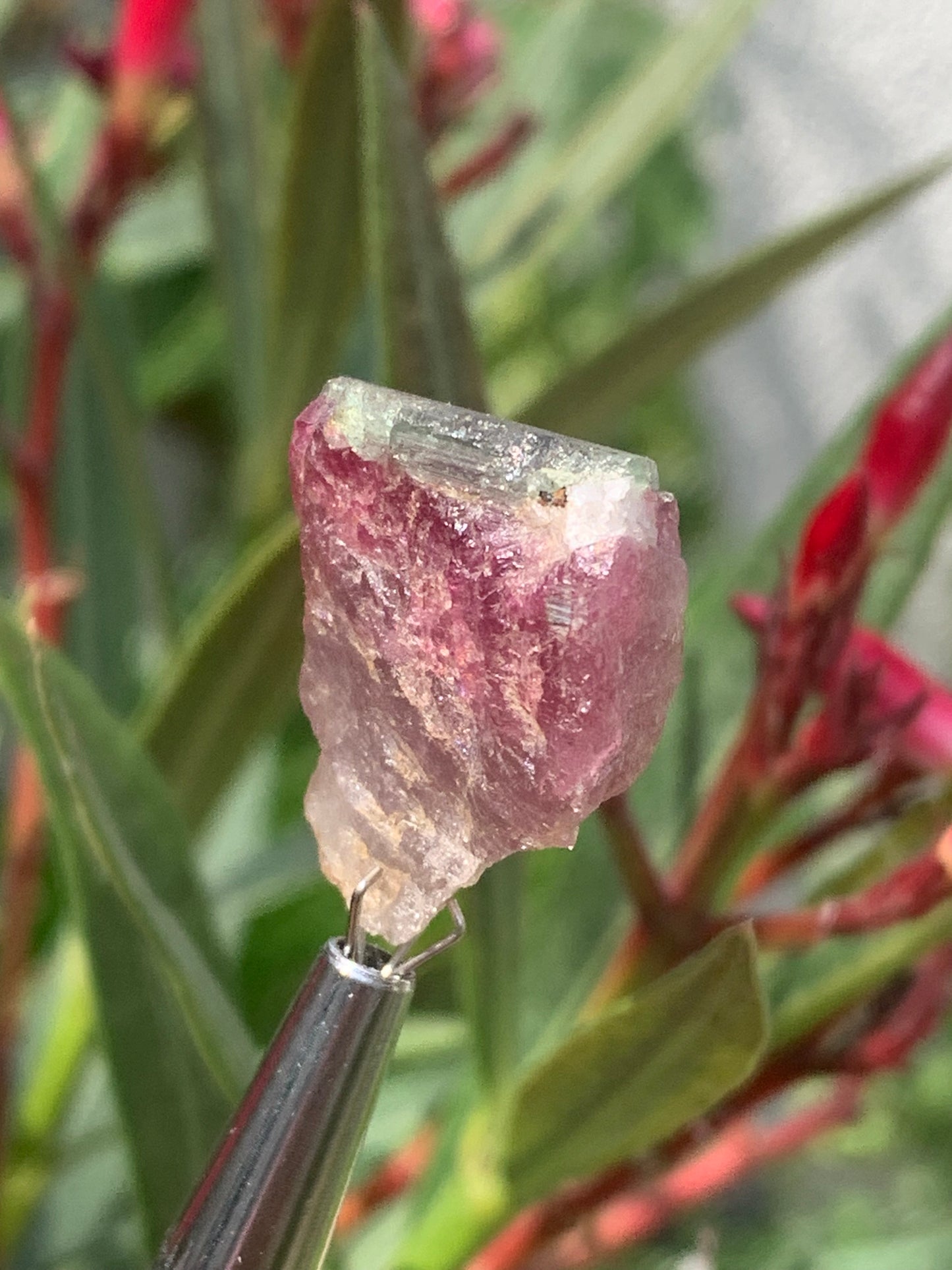 Tourmaline Rubellite, 24 x 20 x 13mm - 7,3 grammes. Une belle pièce naturelle !