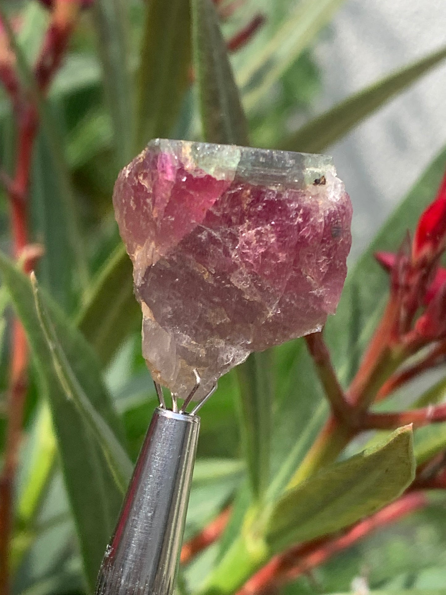 Tourmaline Rubellite, 24 x 20 x 13mm - 7,3 grammes. Une belle pièce naturelle !
