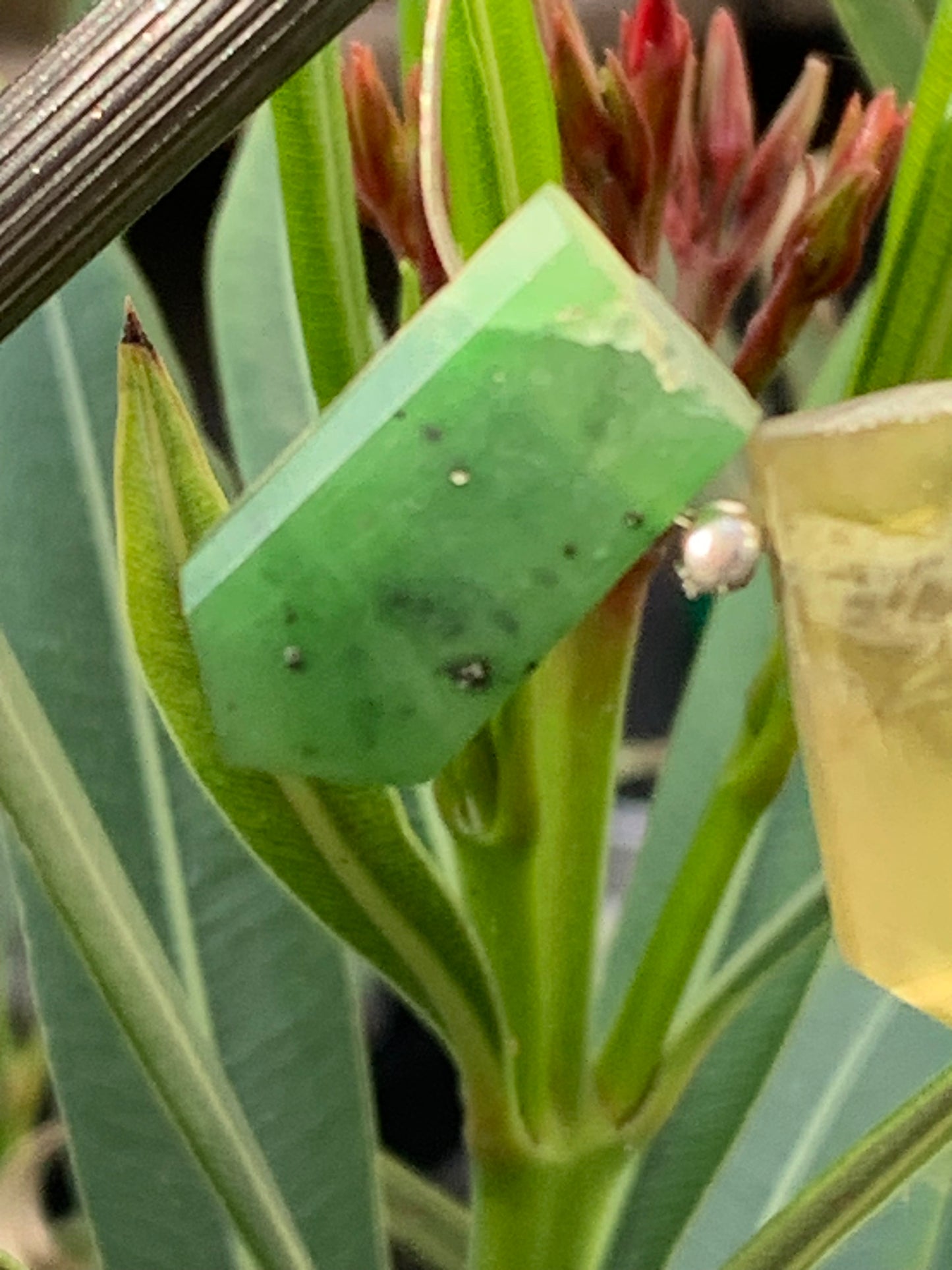Jade, 2 cristaux percés de 20 mm x 8 x 6 environ. Qualité AA à AAA, parfait pour être monter en bijoux ou collection !