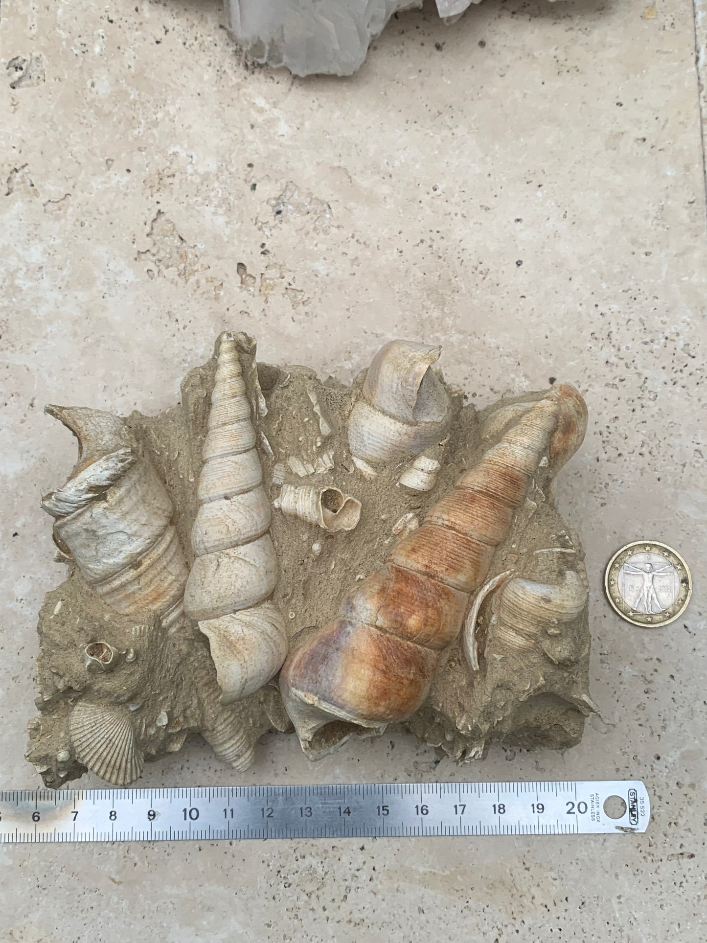 Coquillage de France (Turritelle) (Mer des Faluns, Seine-et-Marne - 77). Amas/conglomĂ©rat de 13 Ă 18 Ă 7 cm, 656 grammes. DatĂ© dâenviron 1 million dâannĂ©es !