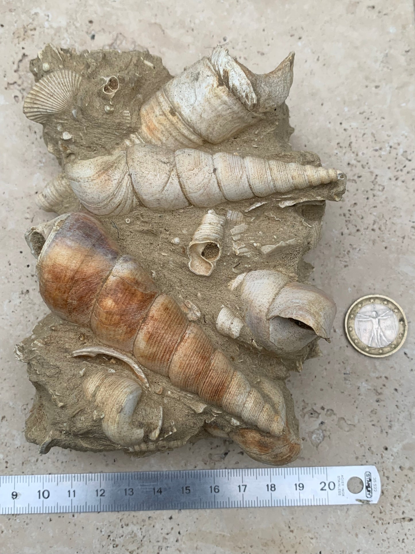 Coquillage de France (Turritelle) (Mer des Faluns, Seine-et-Marne - 77). Amas/conglomĂ©rat de 13 Ă 18 Ă 7 cm, 656 grammes. DatĂ© dâenviron 1 million dâannĂ©es !