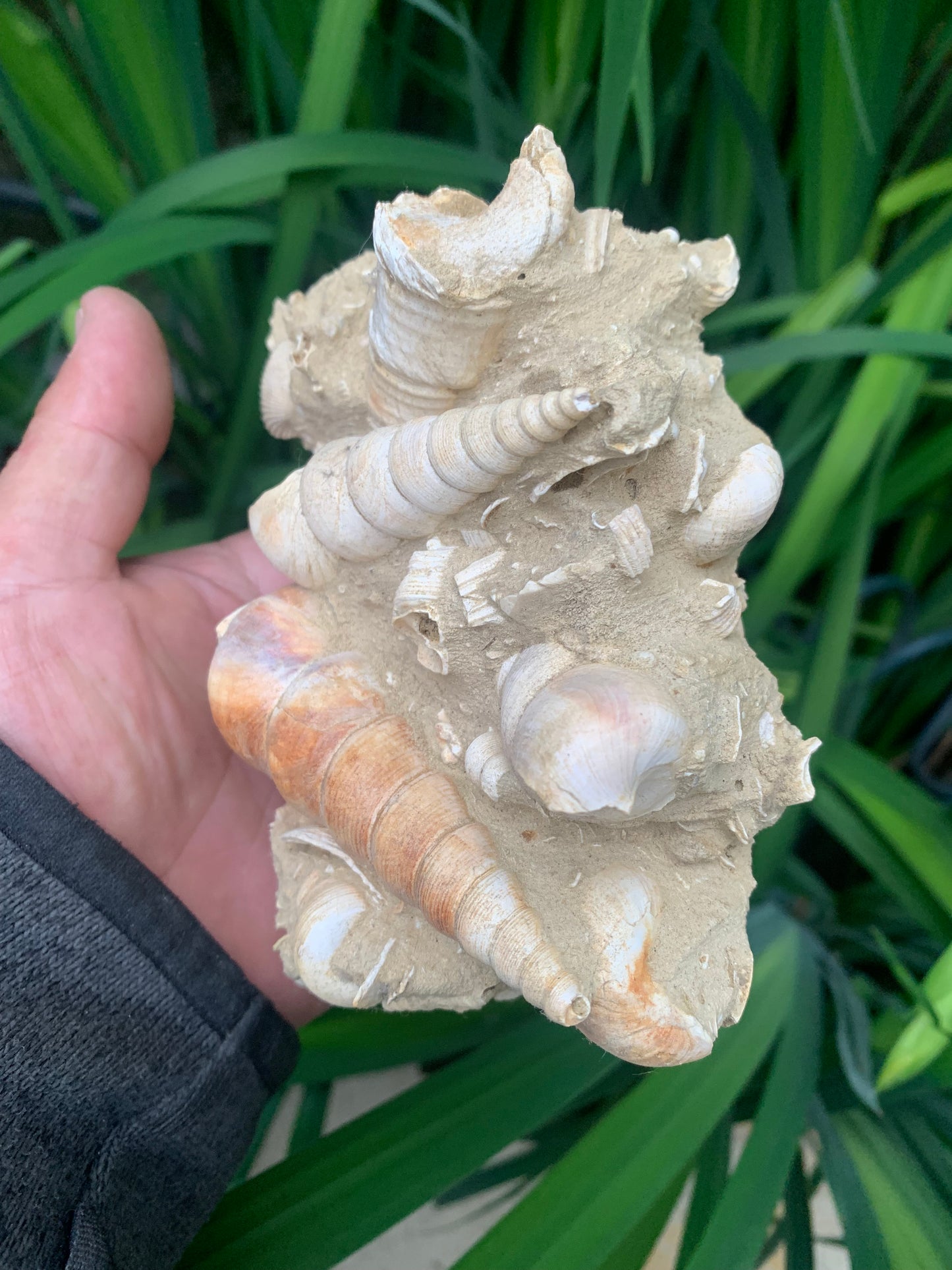 Coquillage de France (Turritelle) (Mer des Faluns, Seine-et-Marne - 77). Amas/conglomĂ©rat de 13 Ă 18 Ă 7 cm, 656 grammes. DatĂ© dâenviron 1 million dâannĂ©es !