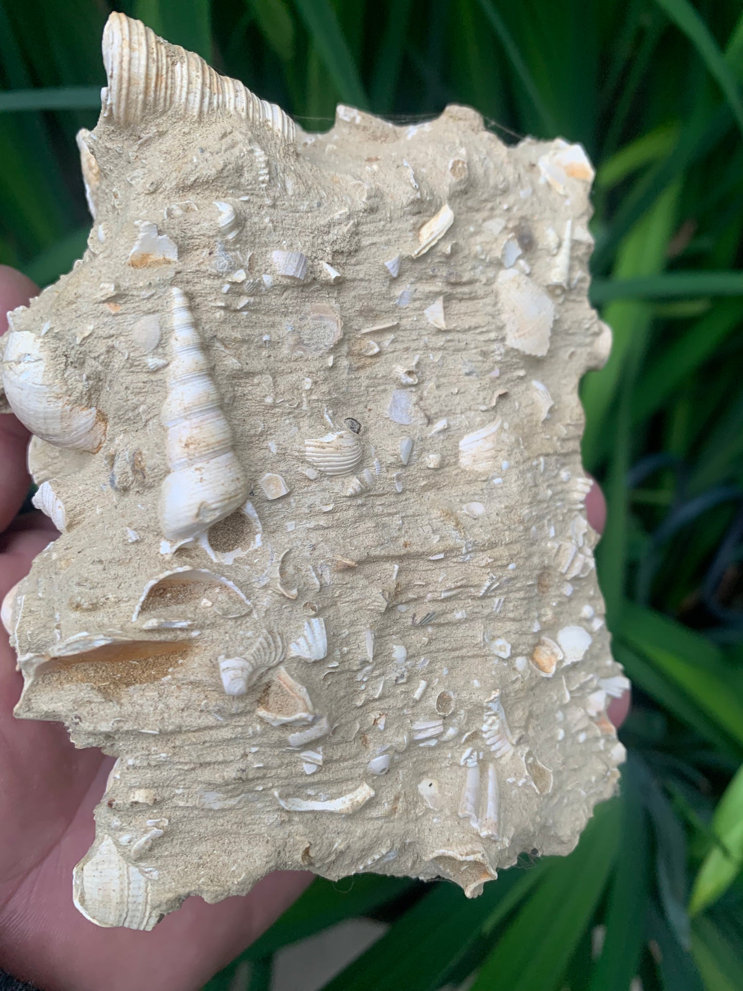 Coquillage de France (Turritelle) (Mer des Faluns, Seine-et-Marne - 77). Amas/conglomĂ©rat de 13 Ă 18 Ă 7 cm, 656 grammes. DatĂ© dâenviron 1 million dâannĂ©es !