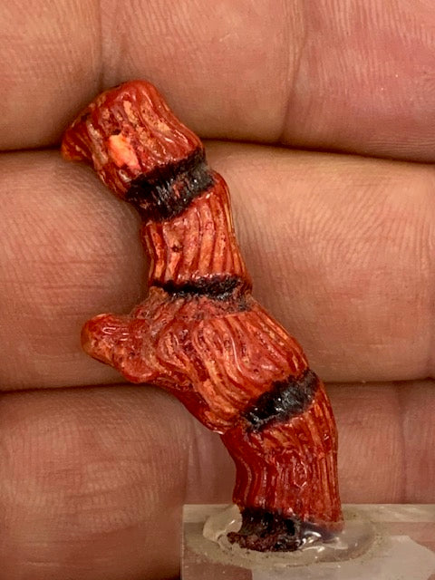 Gorgone (Corail) sur socle – Spécimen de 40 × 15 × 9 mm – 25 g