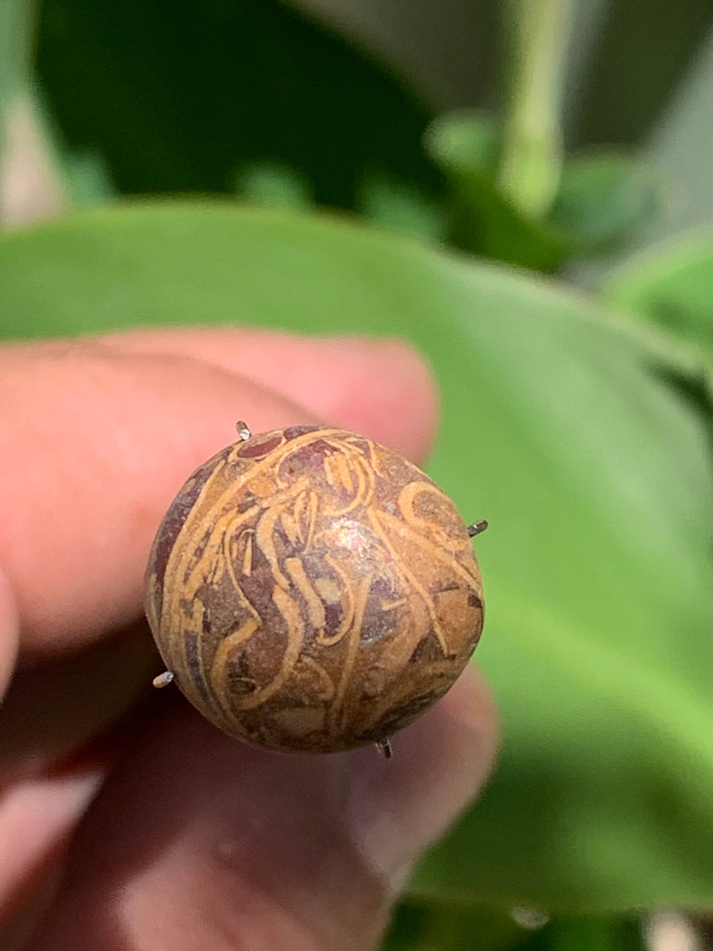 Stromatolite, cabochon de 16mm x16 x6 - 11,5 carats. Parfait en bijouterie, collection ,exposition...