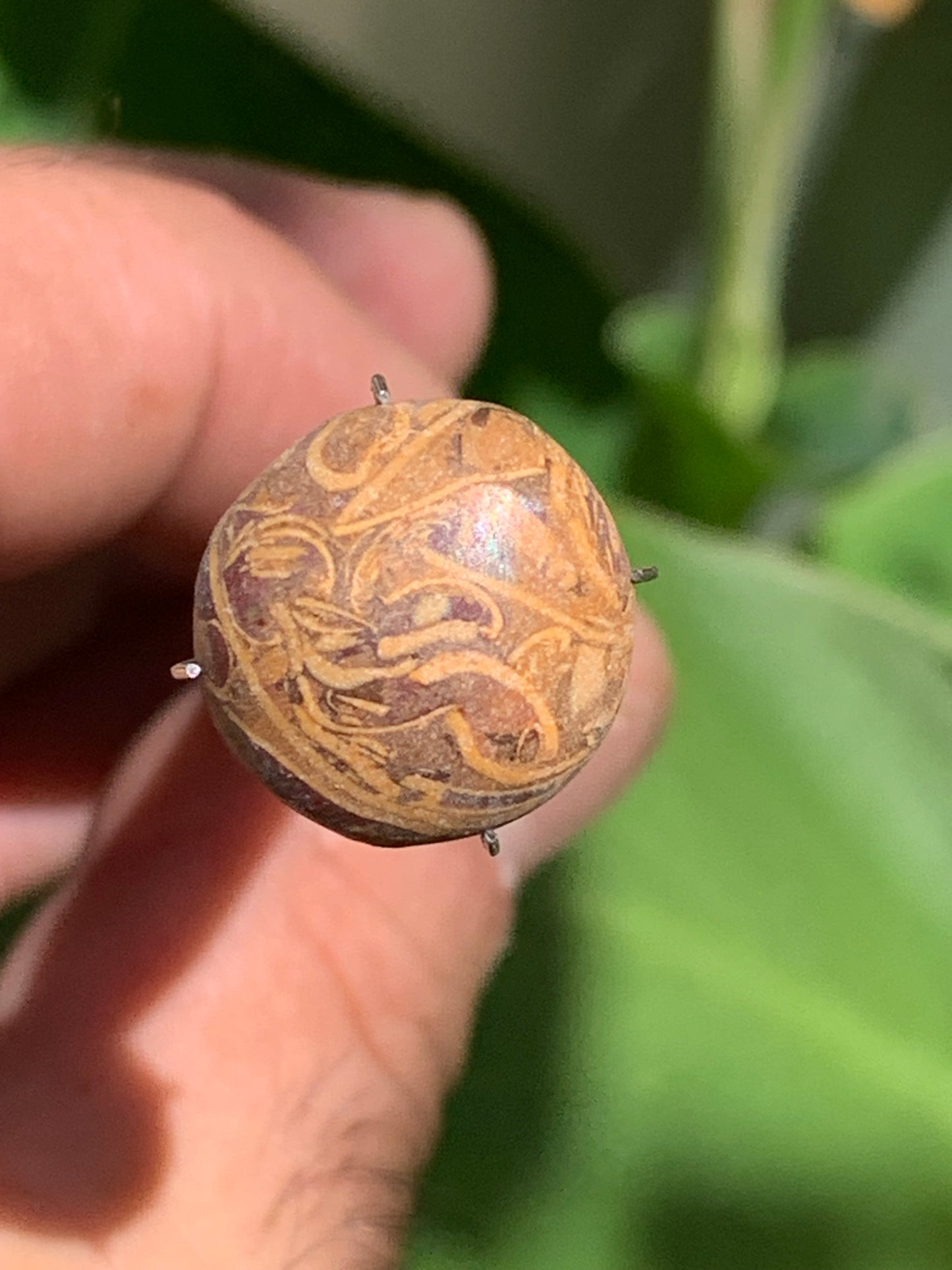 Stromatolite, cabochon de 16mm x16 x6 - 11,5 carats. Parfait en bijouterie, collection ,exposition...