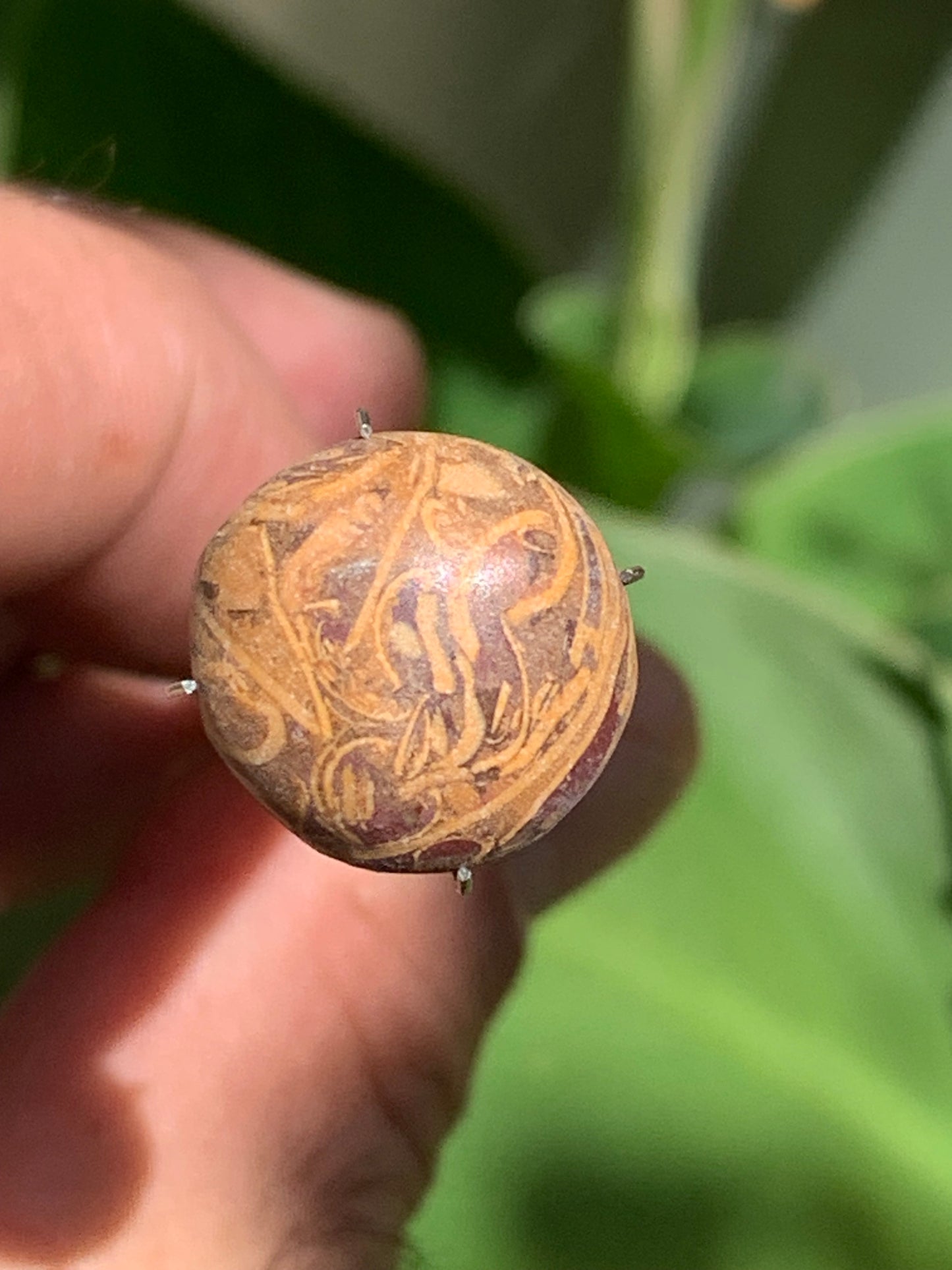 Stromatolite, cabochon de 16mm x16 x6 - 11,5 carats. Parfait en bijouterie, collection ,exposition...