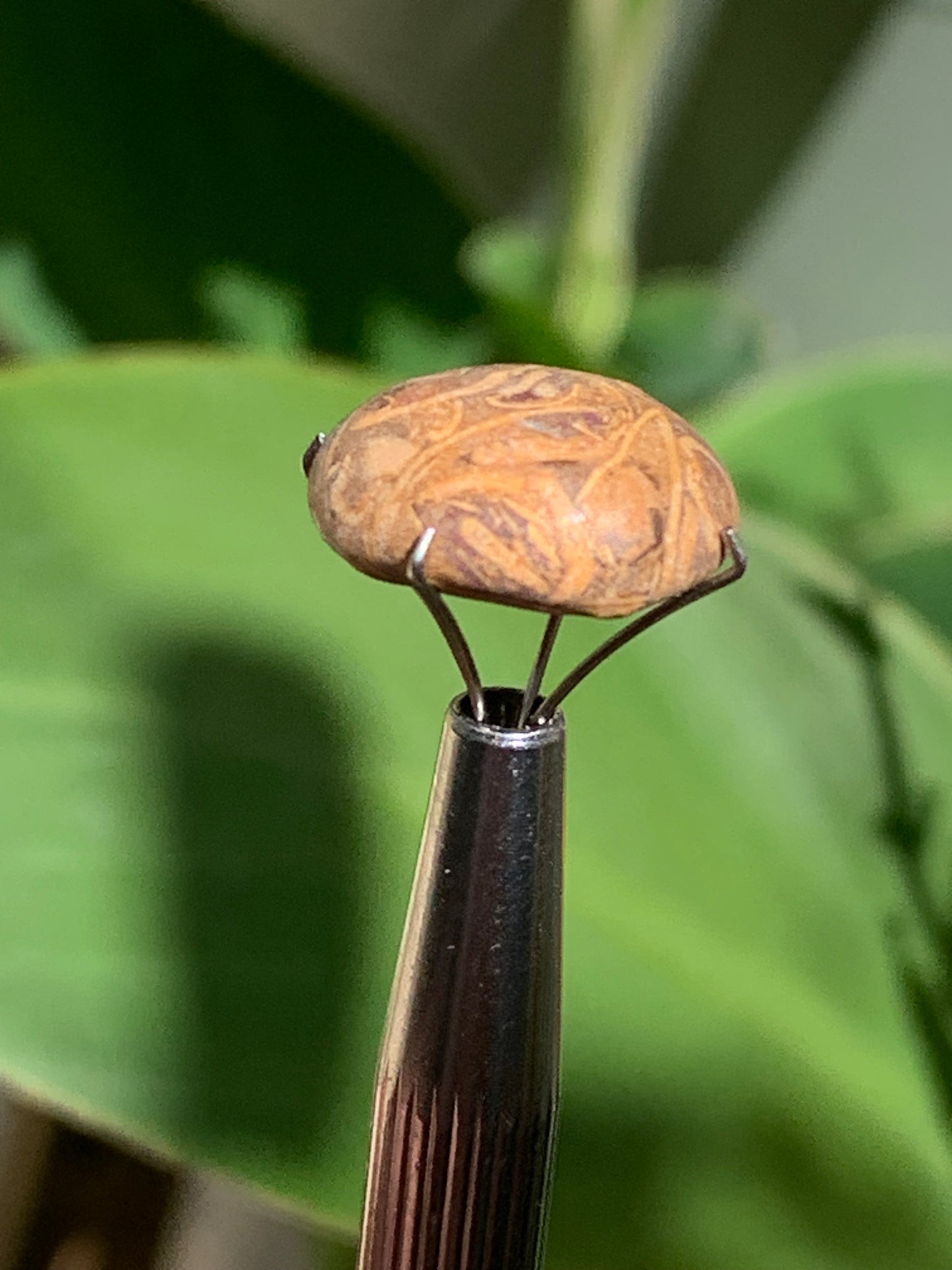 Stromatolite, cabochon de 16mm x16 x6 - 11,5 carats. Parfait en bijouterie, collection ,exposition...