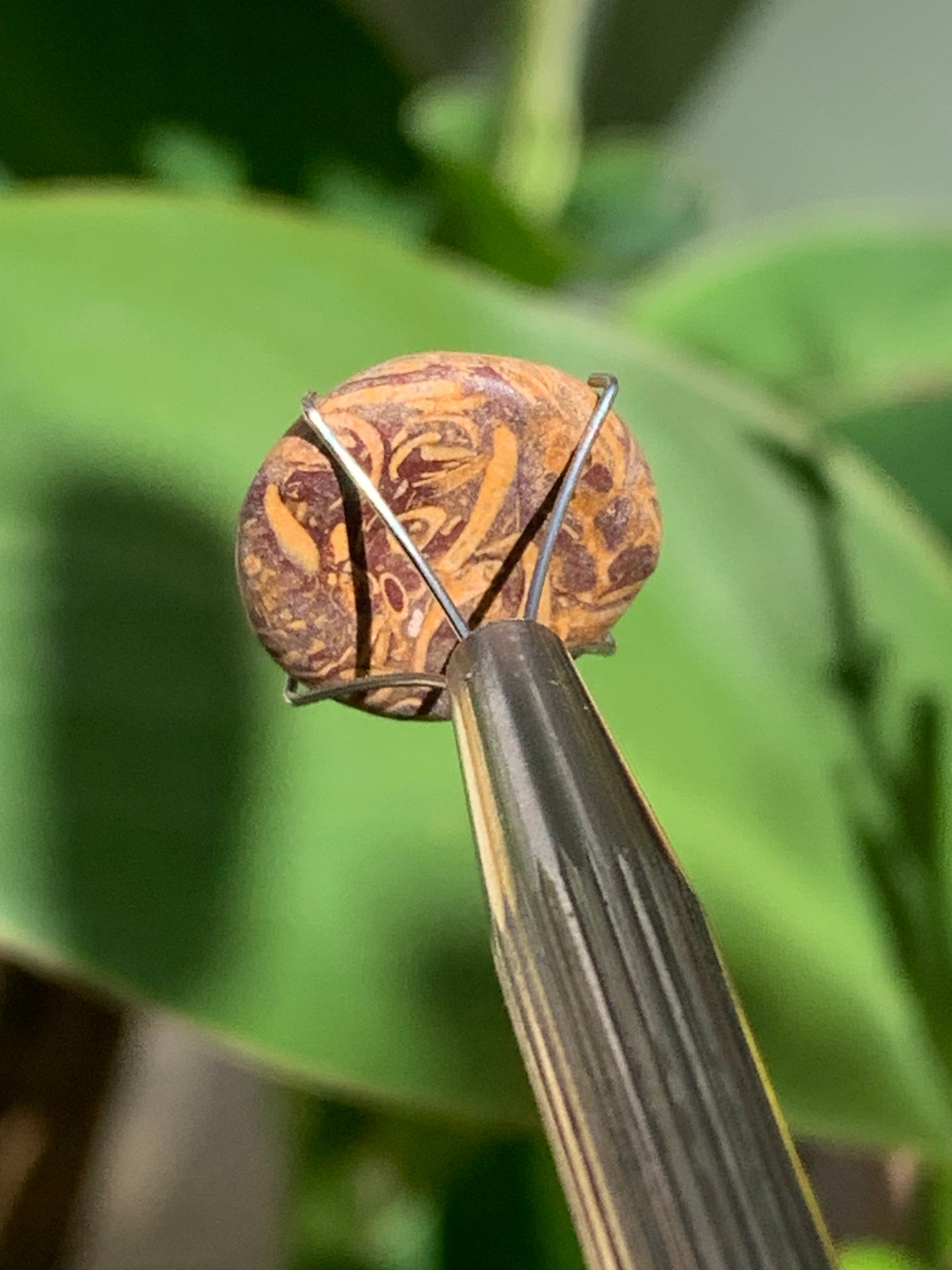 Stromatolite, cabochon de 16mm x16 x6 - 11,5 carats. Parfait en bijouterie, collection ,exposition...