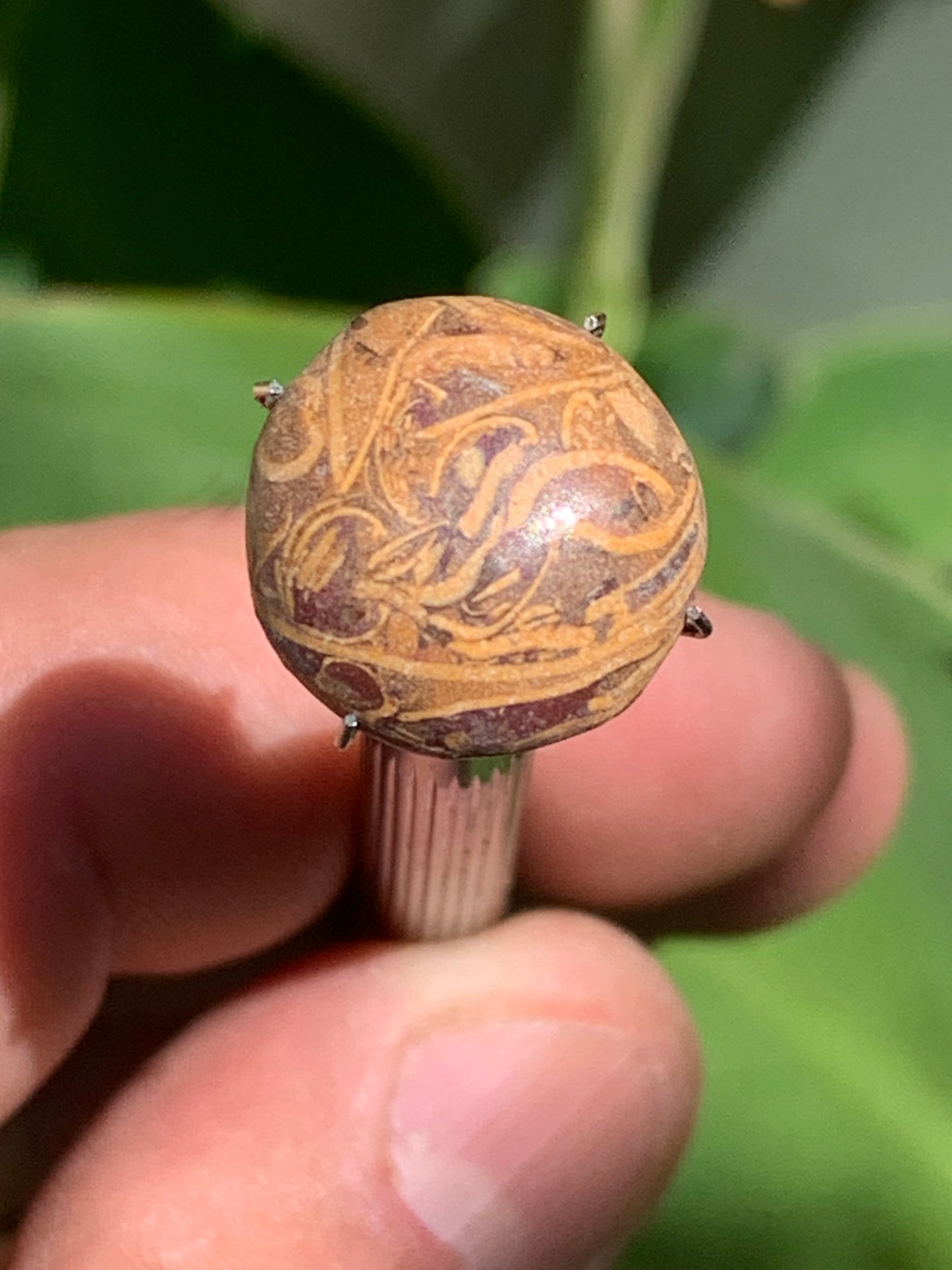 Stromatolite, cabochon de 16mm x16 x6 - 11,5 carats. Parfait en bijouterie, collection ,exposition...