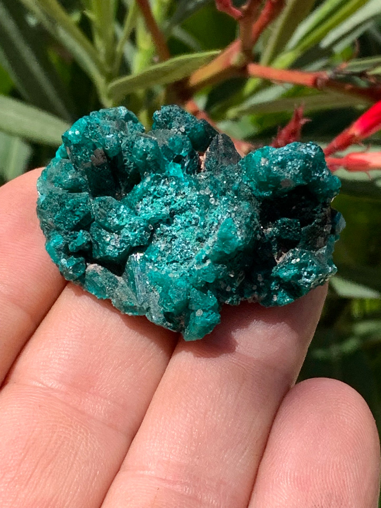 Dioptase, spécimen cristalisé de 46mm x 30 x 20 - 28 grammes ! Rare et puissante en minéralogie et lithothérapie !