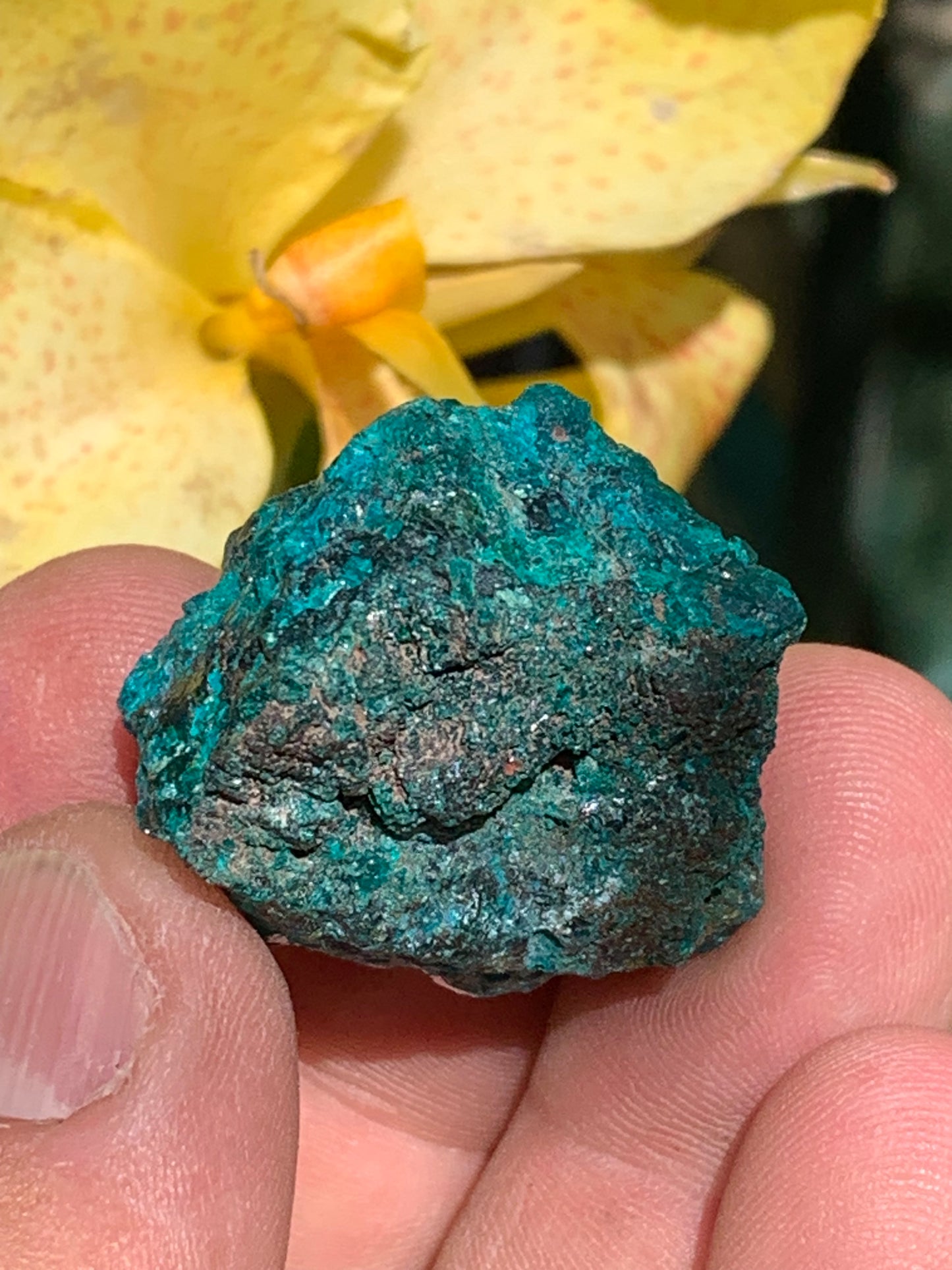 Dioptase, spécimen cristalisé de 32mm x 30 x 24 - 31,3 grammes ! Rare et puissante en minéralogie et lithothérapie !