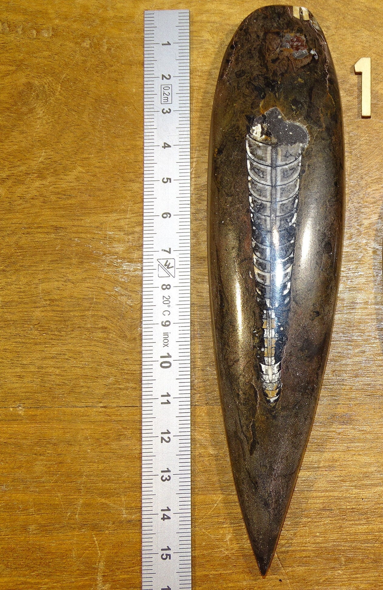 Orthoceras/ Orthocère, spécimen de 16cm x 5 x 2 - 68 grammes. Parfait pour collection, exposition...