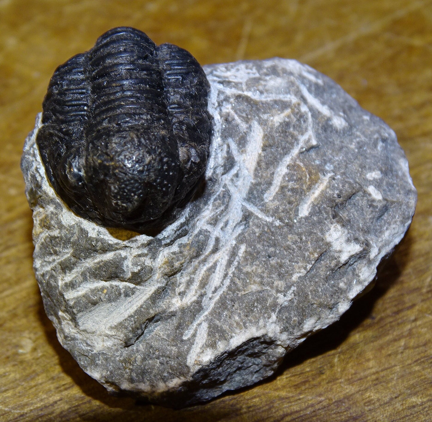 Trilobites Phacops, fossile de 47 mm x 45 x 33 - 65,8 grammes. Parfait pour collection, exposition...