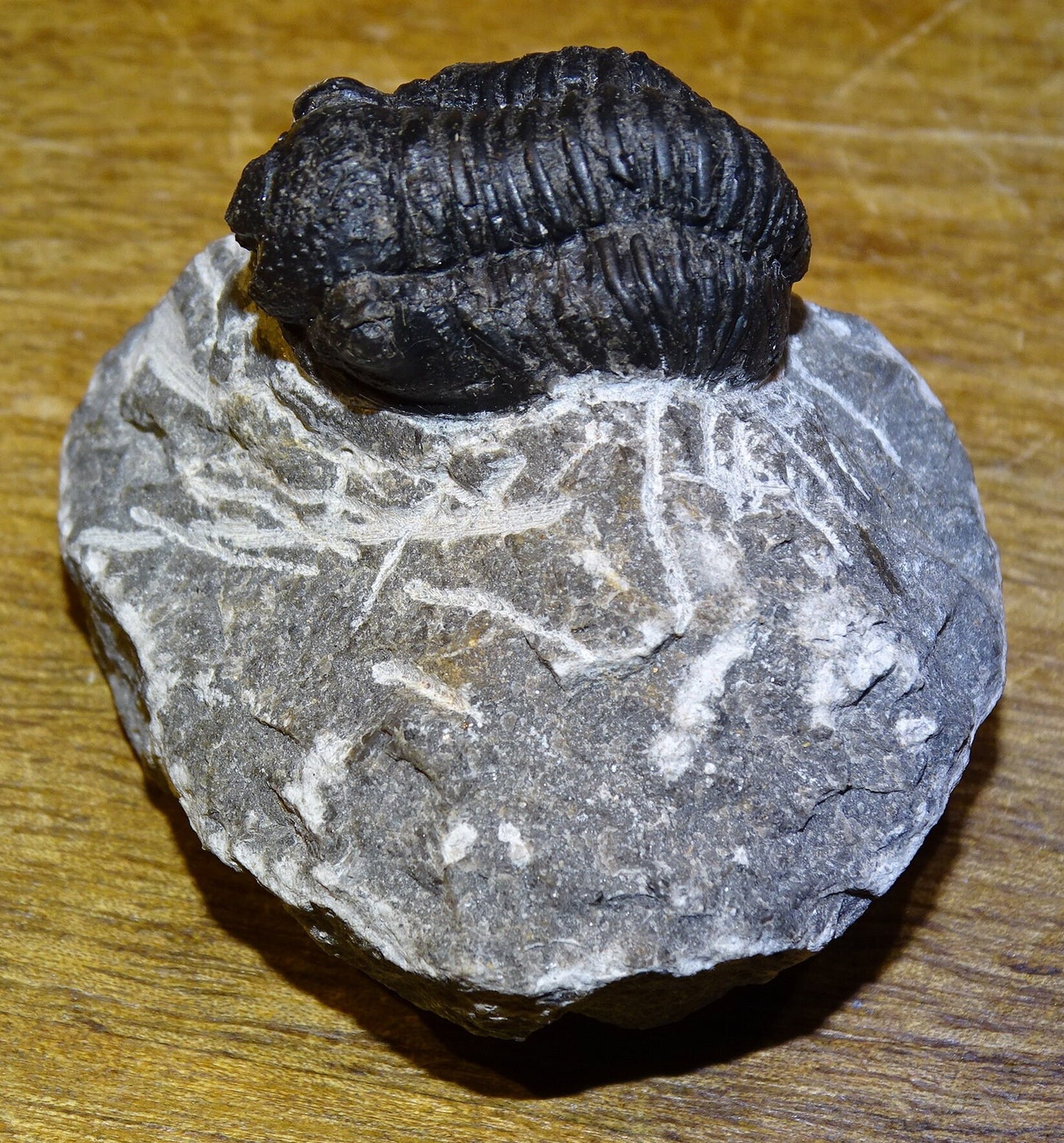 Trilobites Phacops, fossile de 47 mm x 45 x 33 - 65,8 grammes. Parfait pour collection, exposition...