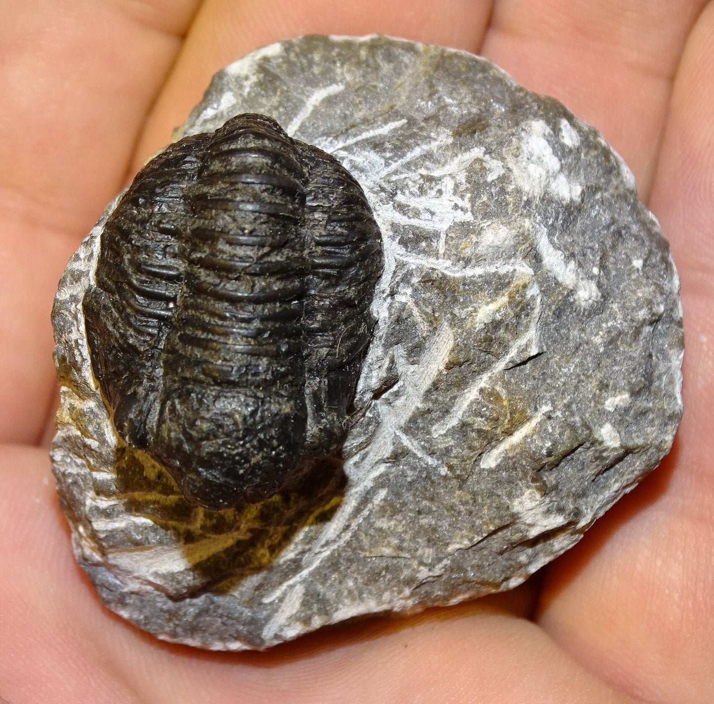 Trilobites Phacops, fossile de 47 mm x 45 x 33 - 65,8 grammes. Parfait pour collection, exposition...