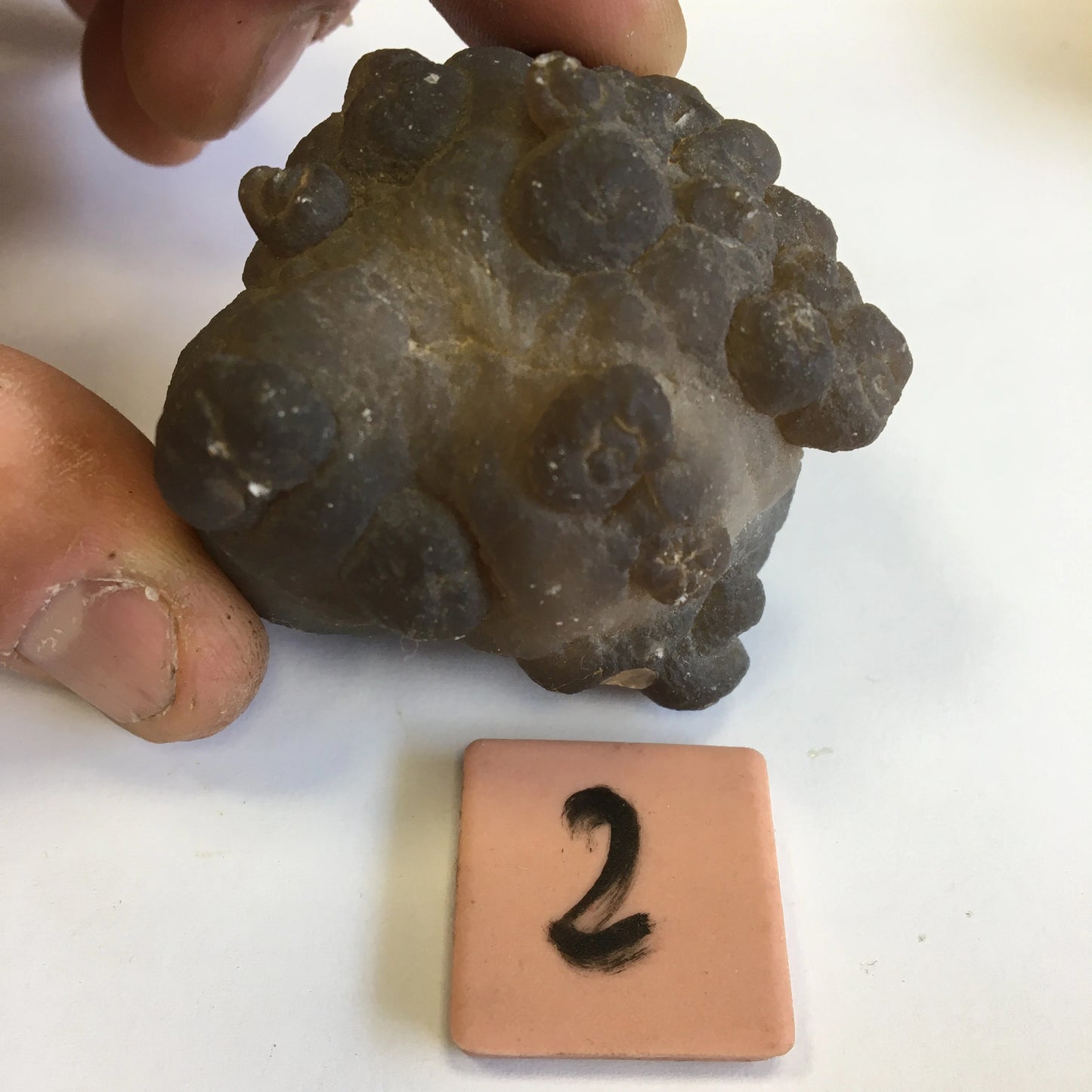 Agate Calcédoine 'Chihuahua', superbes pièces de 70 x 70 x 50 mm en moyenne - 50 grammes environ. Des formes uniques et rare !