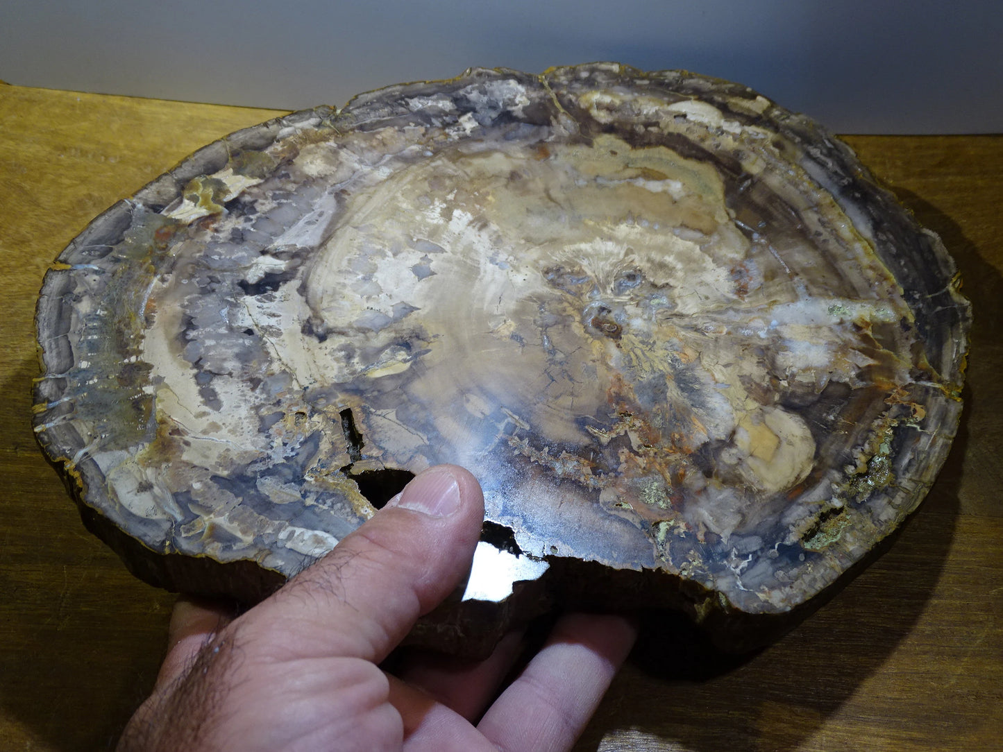 Bois fossilisé/ pétrifié, pendentif de 24,5 x 18 x 3 cm - 2,128 kgs. Parfait pour collection, exposition, lapidaire...