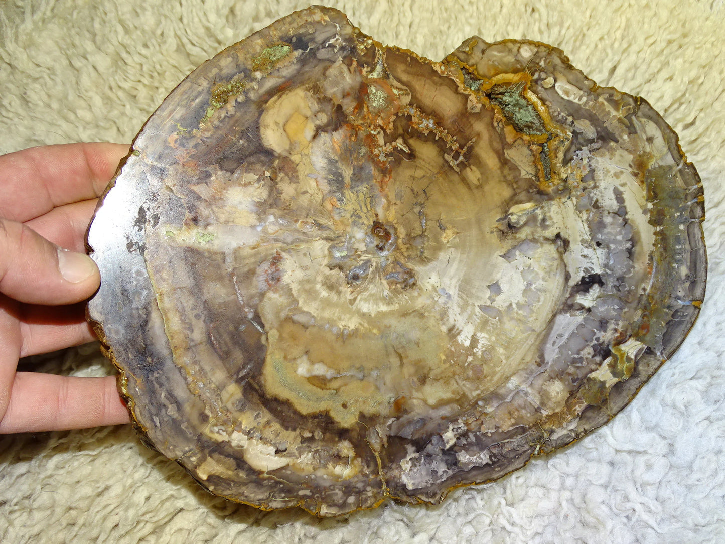 Bois fossilisé/ pétrifié, pendentif de 24,5 x 18 x 3 cm - 2,128 kgs. Parfait pour collection, exposition, lapidaire...