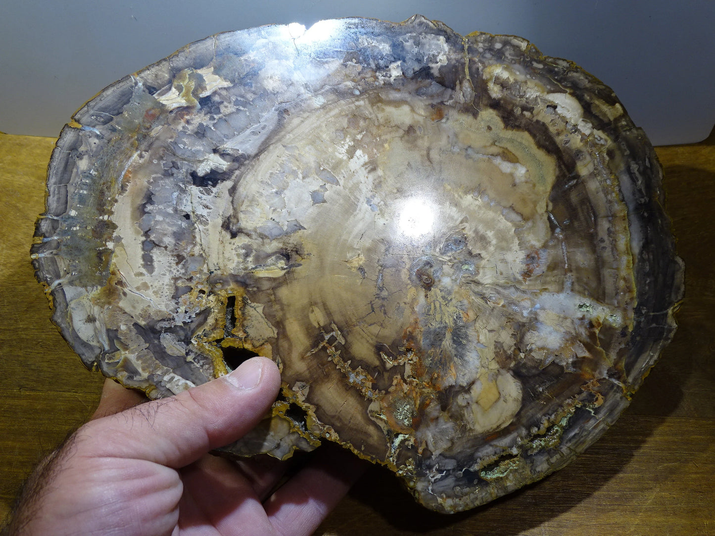 Bois fossilisé/ pétrifié, pendentif de 24,5 x 18 x 3 cm - 2,128 kgs. Parfait pour collection, exposition, lapidaire...