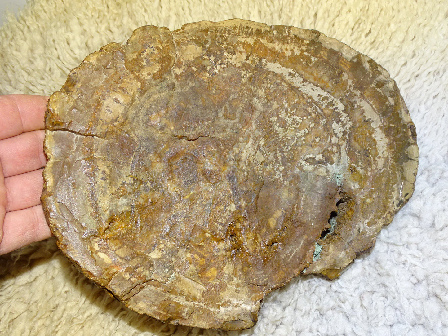 Bois fossilisé/ pétrifié, pendentif de 24,5 x 18 x 3 cm - 2,128 kgs. Parfait pour collection, exposition, lapidaire...