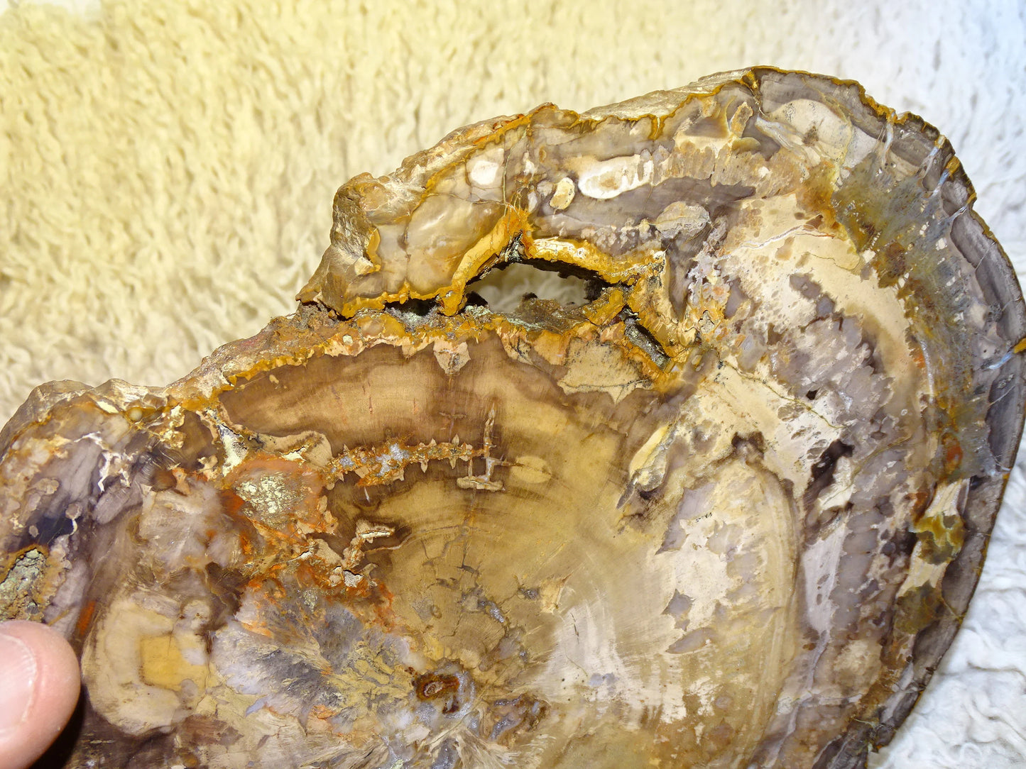 Bois fossilisé/ pétrifié, pendentif de 24,5 x 18 x 3 cm - 2,128 kgs. Parfait pour collection, exposition, lapidaire...
