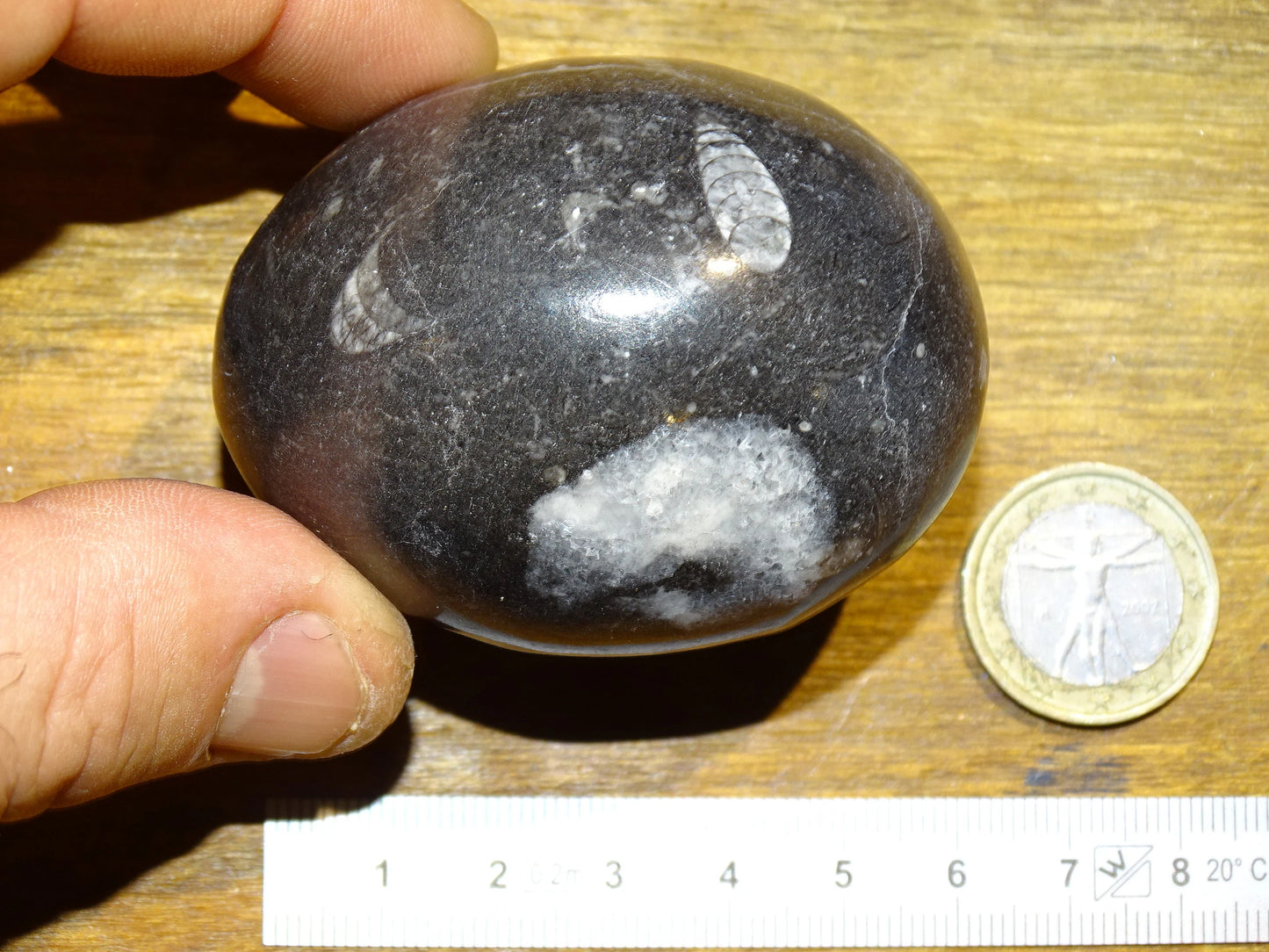 Orthoceras/ Orthocère, oeuf de 8cm de haut x5 de diamètre - 71 grammes. Parfait pour collection, exposition...