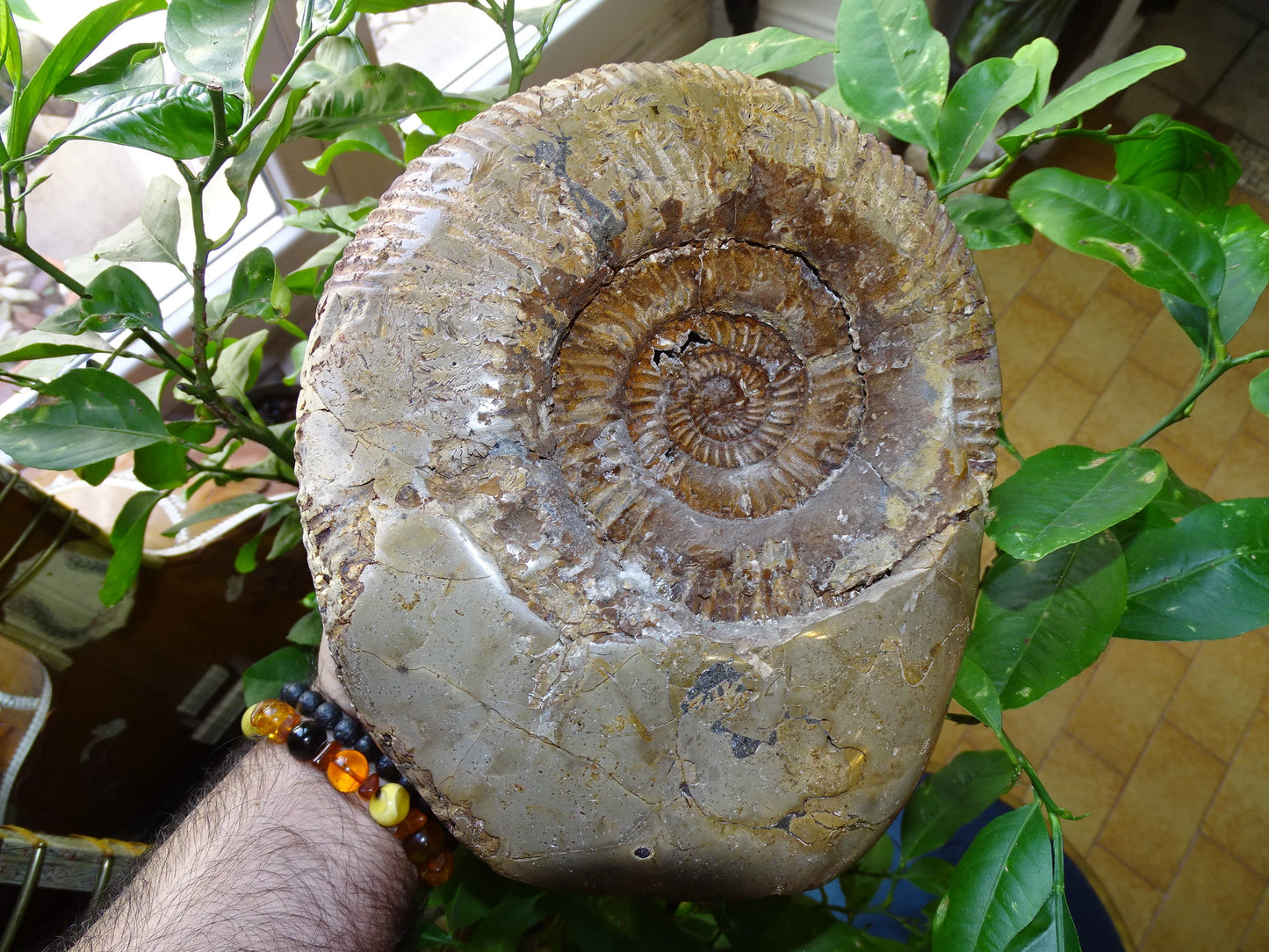 Fossile d'Ammonite dans de la Septaria, pièce unique de 20x20x10 centimètres, 7,7 kilogrammes. En provenance de Madagascar, très belle pièce de minéralogie ! Superbe !