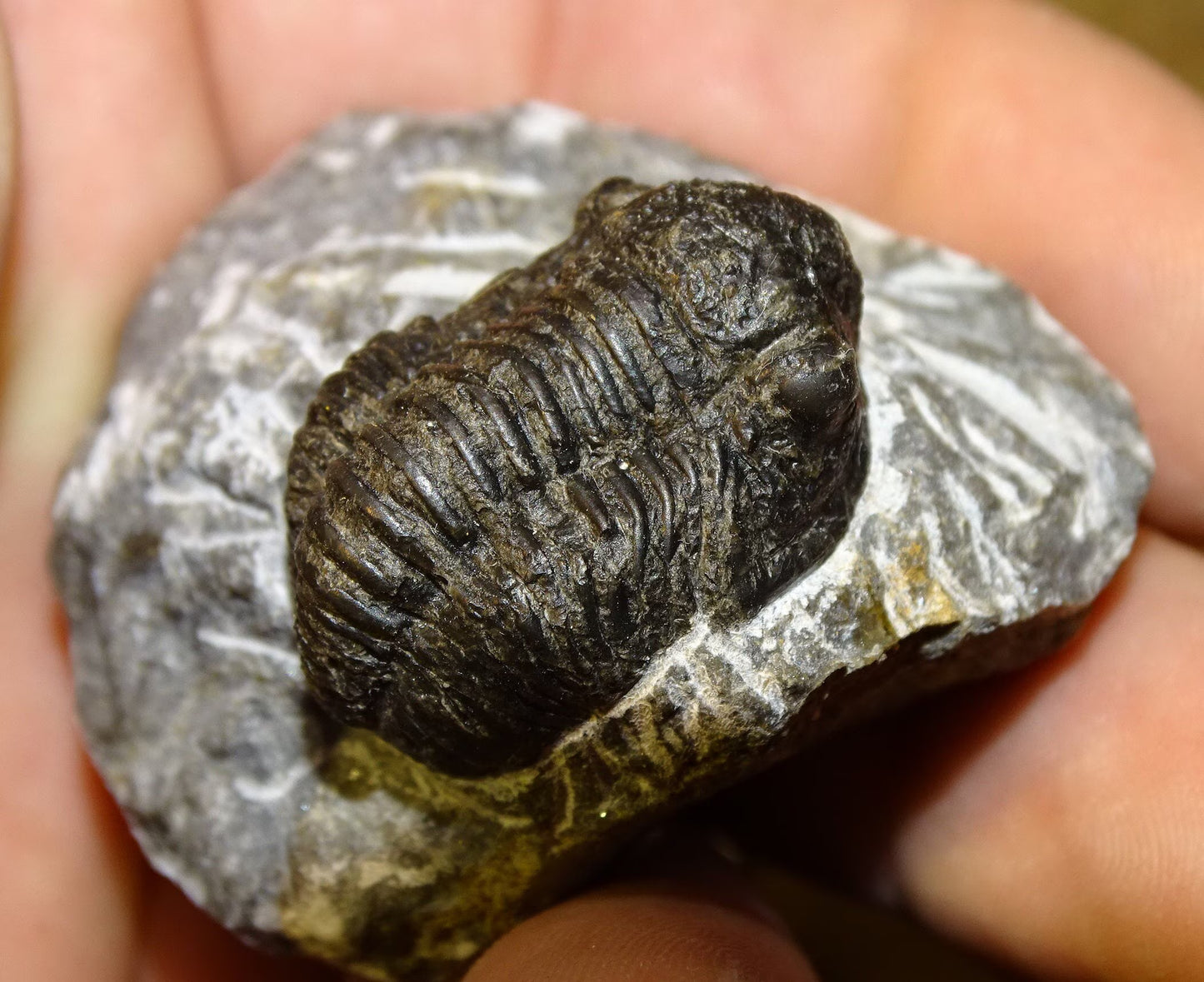 Trilobites Phacops, fossile de 47 mm x 45 x 33 - 65,8 grammes. Parfait pour collection, exposition...