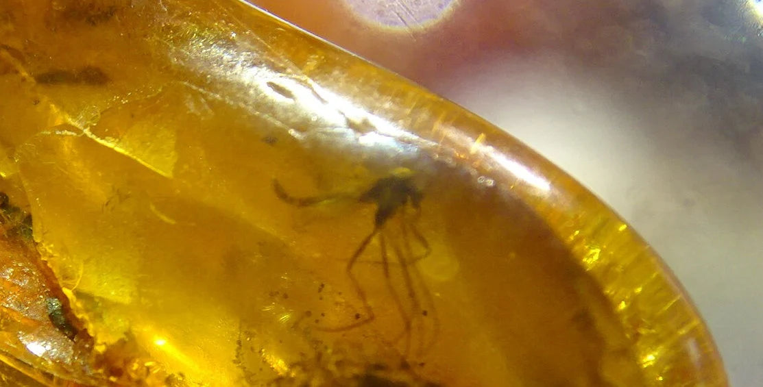 Ambre, spècimen de galet roulé avec insecte à l'intérieur, de 33x20x12 mm. Superbe pièce pour bijouterie ou collection !